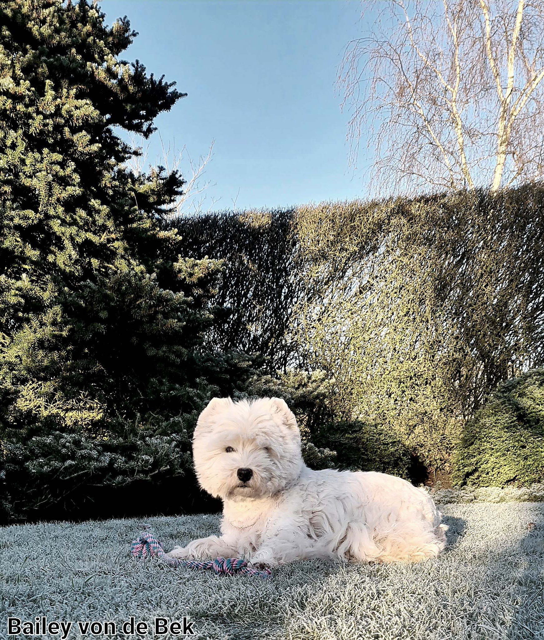 Bailey im Dezember 2021