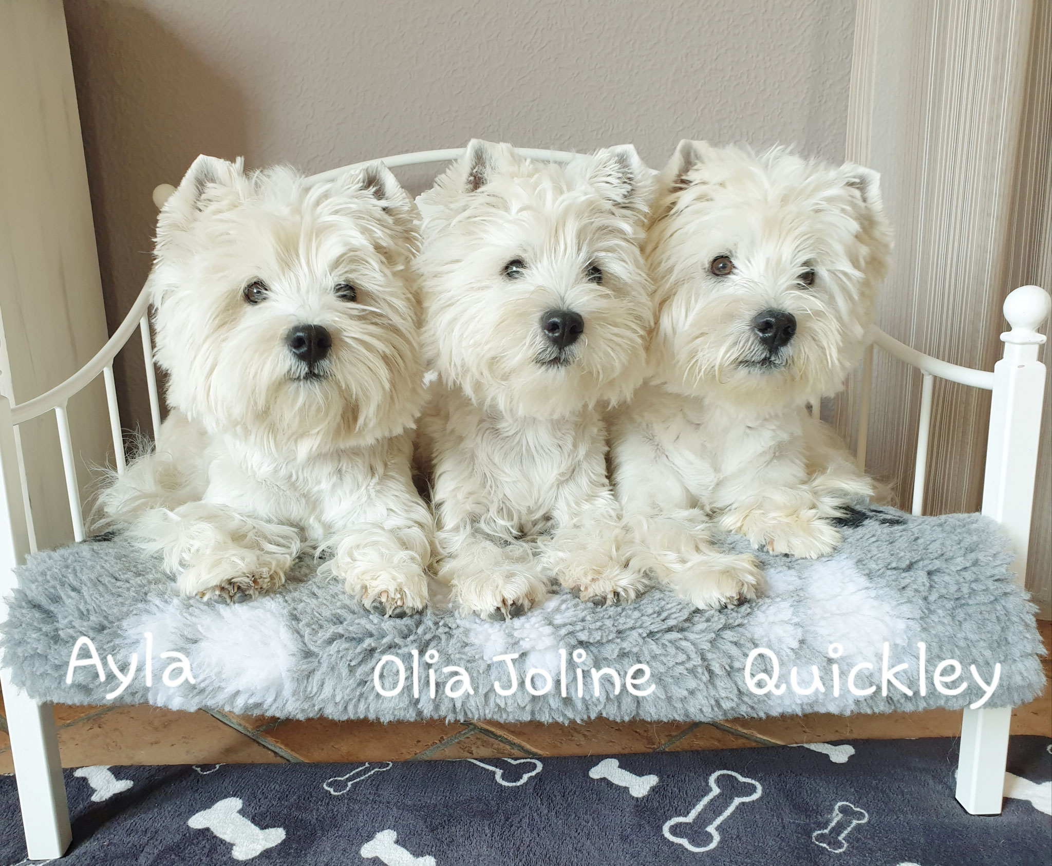 Ayla, Olia Joline und Quickley 08/2019