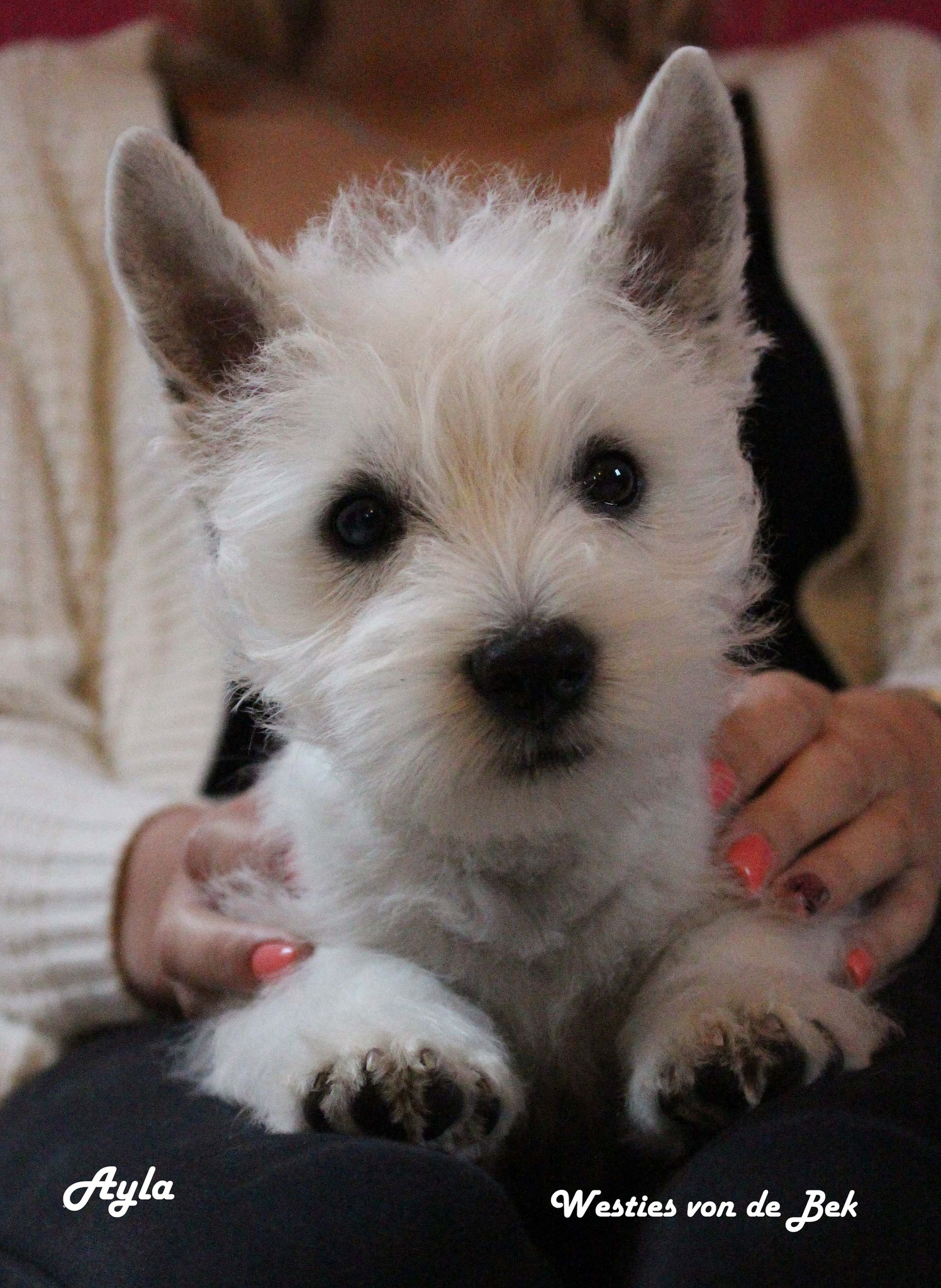 Ayla mit 10 Wochen