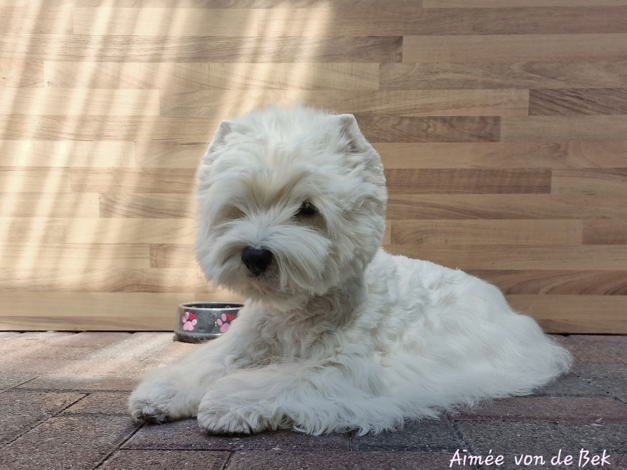 Aimée