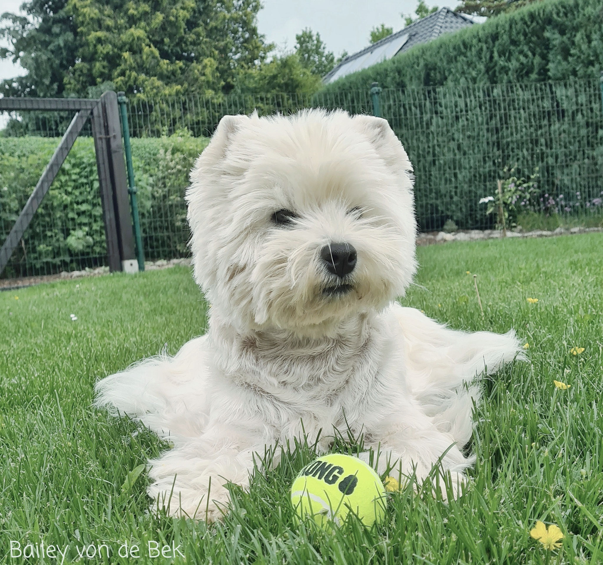Bailey im Juni 2021