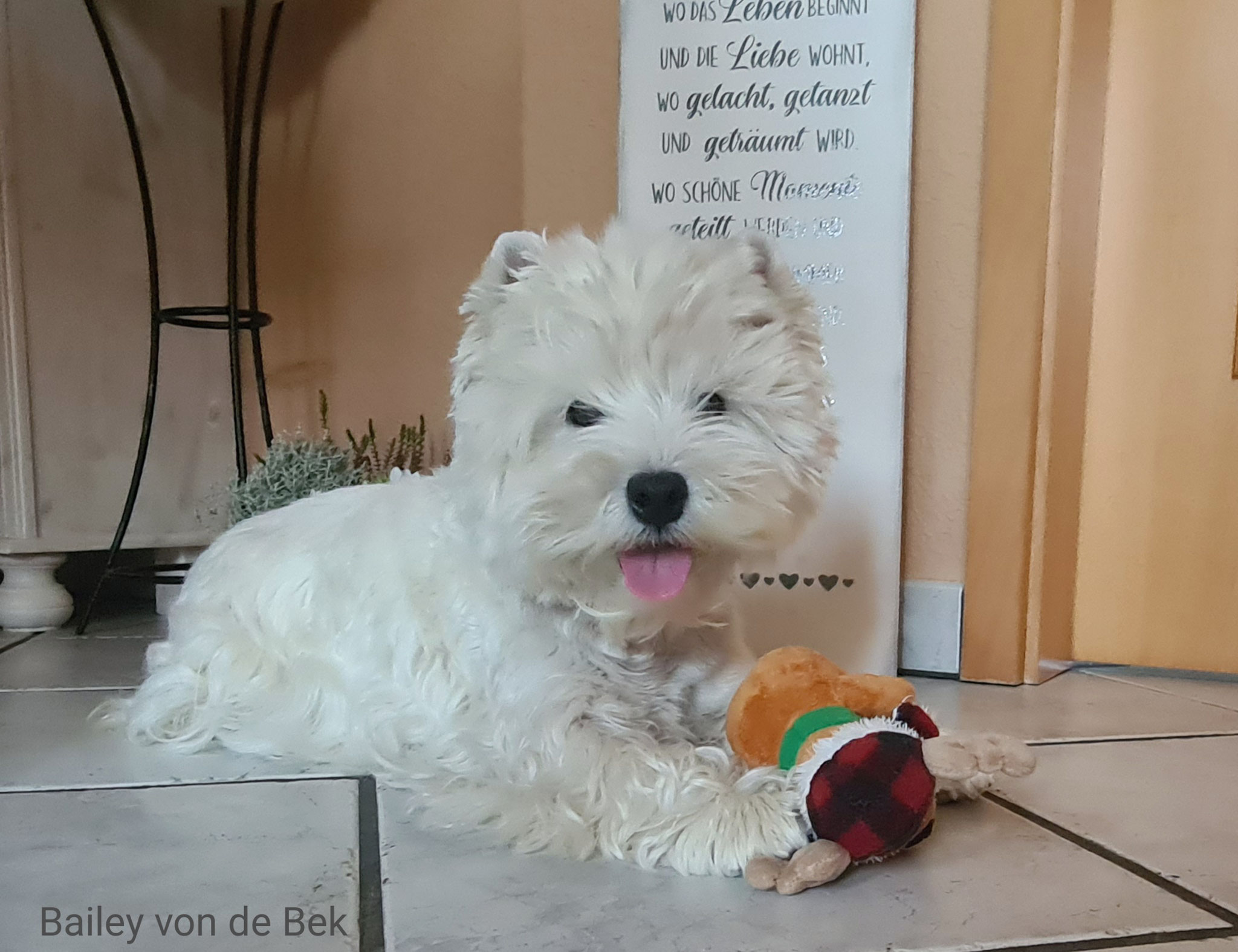 Bailey im Oktober 2020