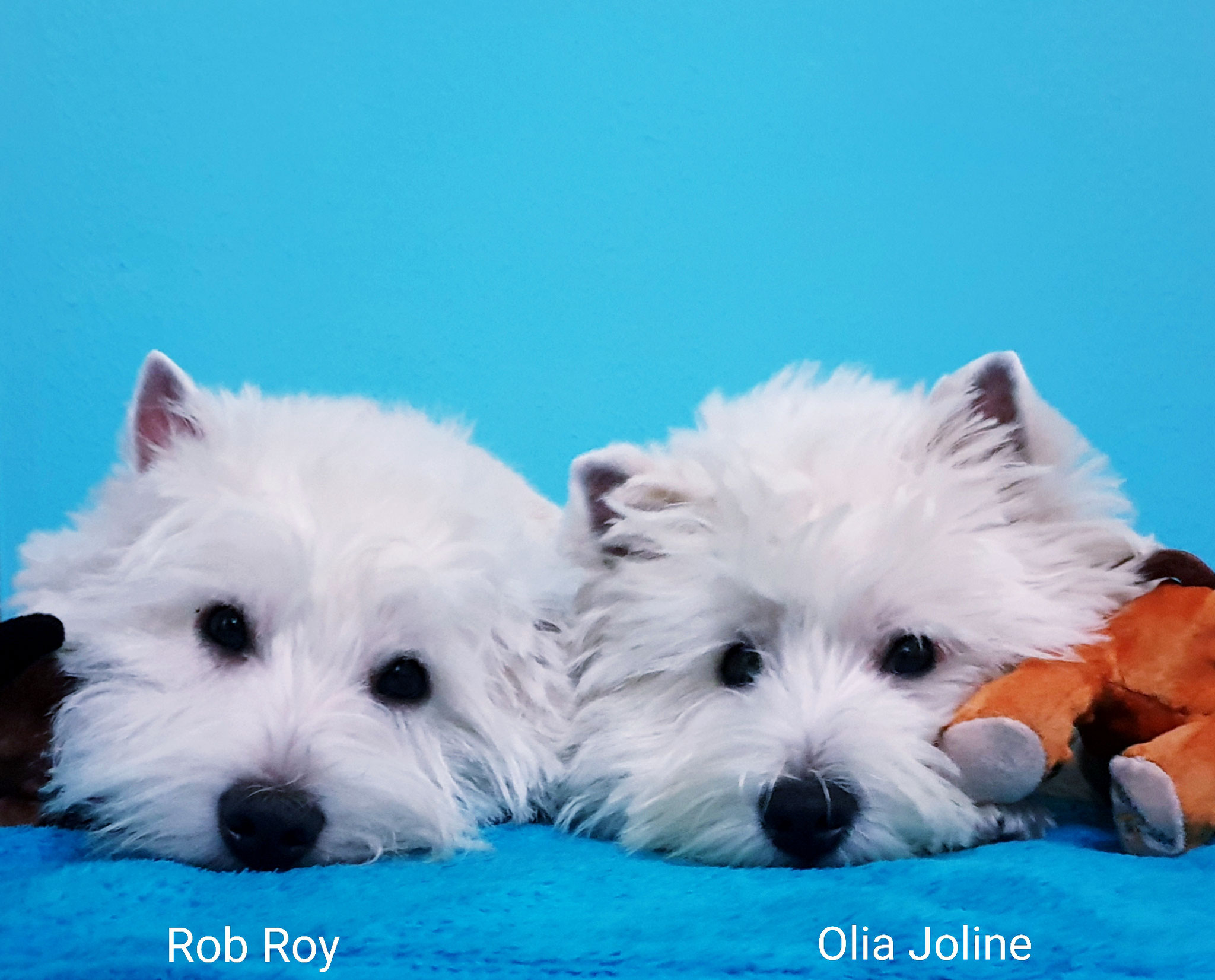 Rob Roy und Olia Joline 12/2019