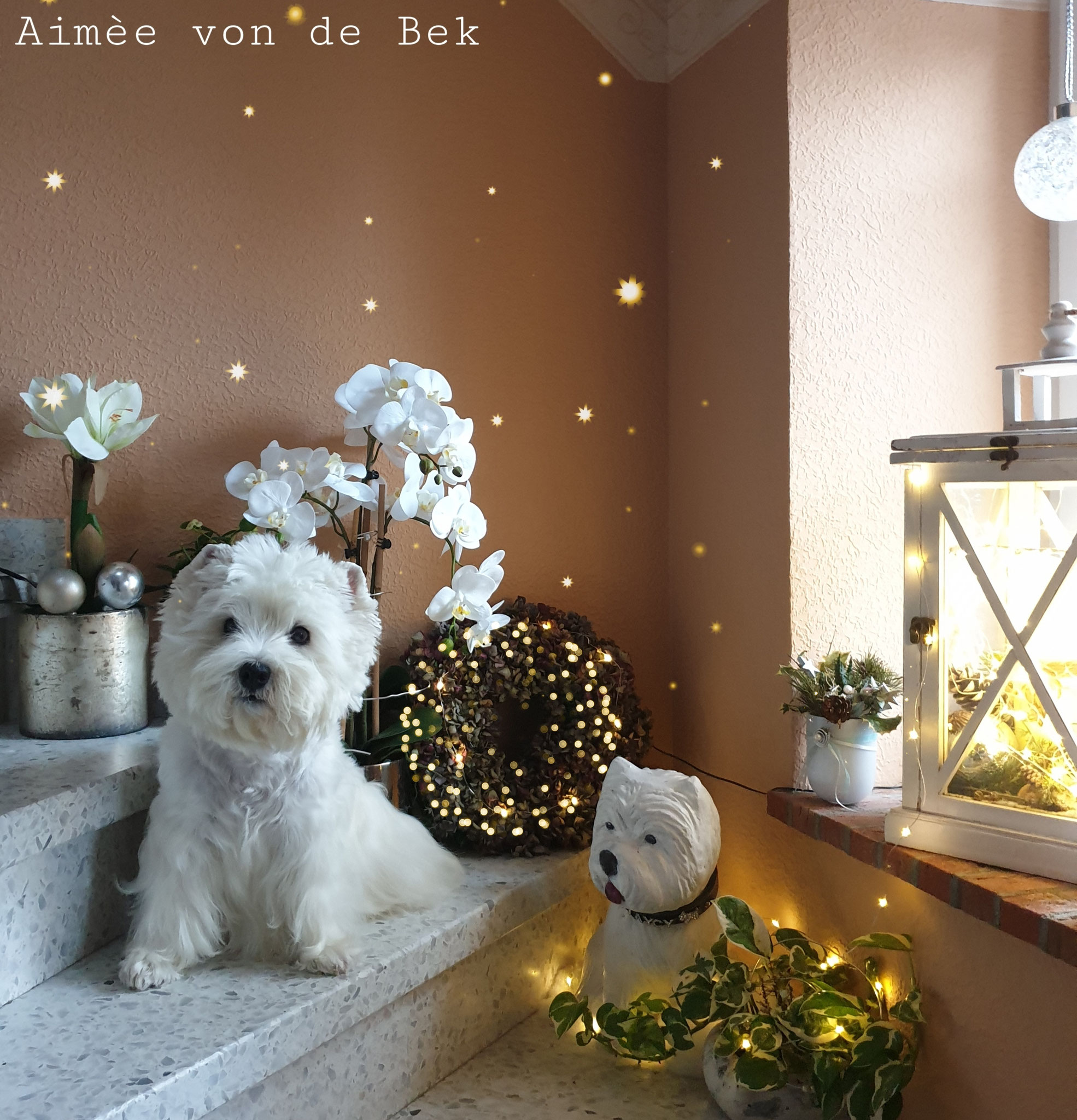 Aimée von de Bek 12/2019