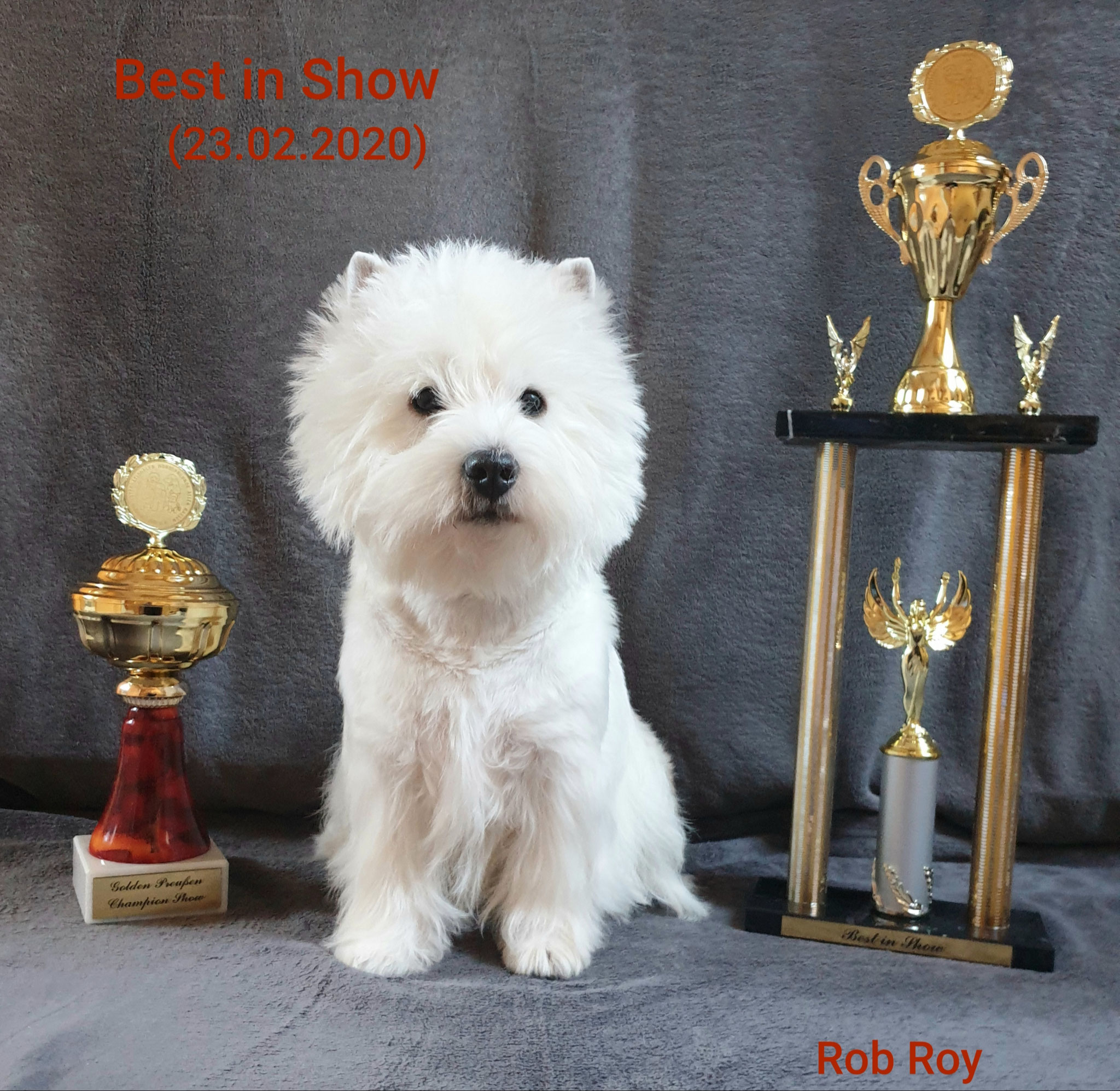 Rob Roy "Best in Show"