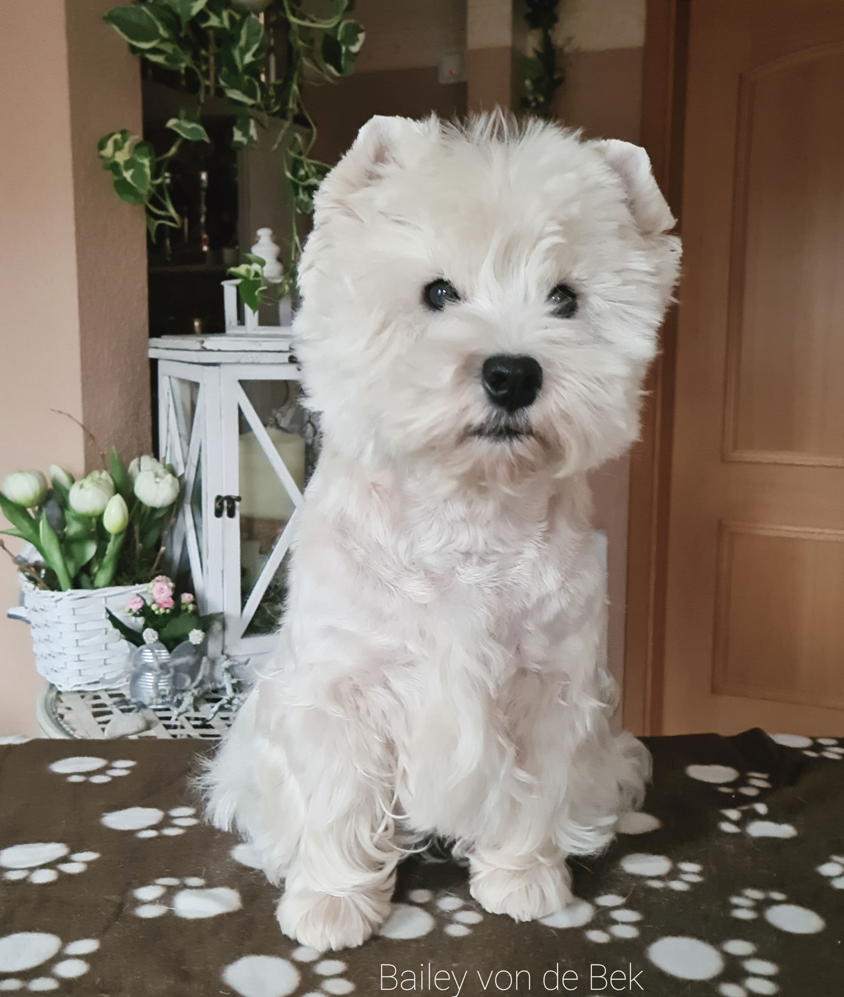 Bailey im Januar 2021
