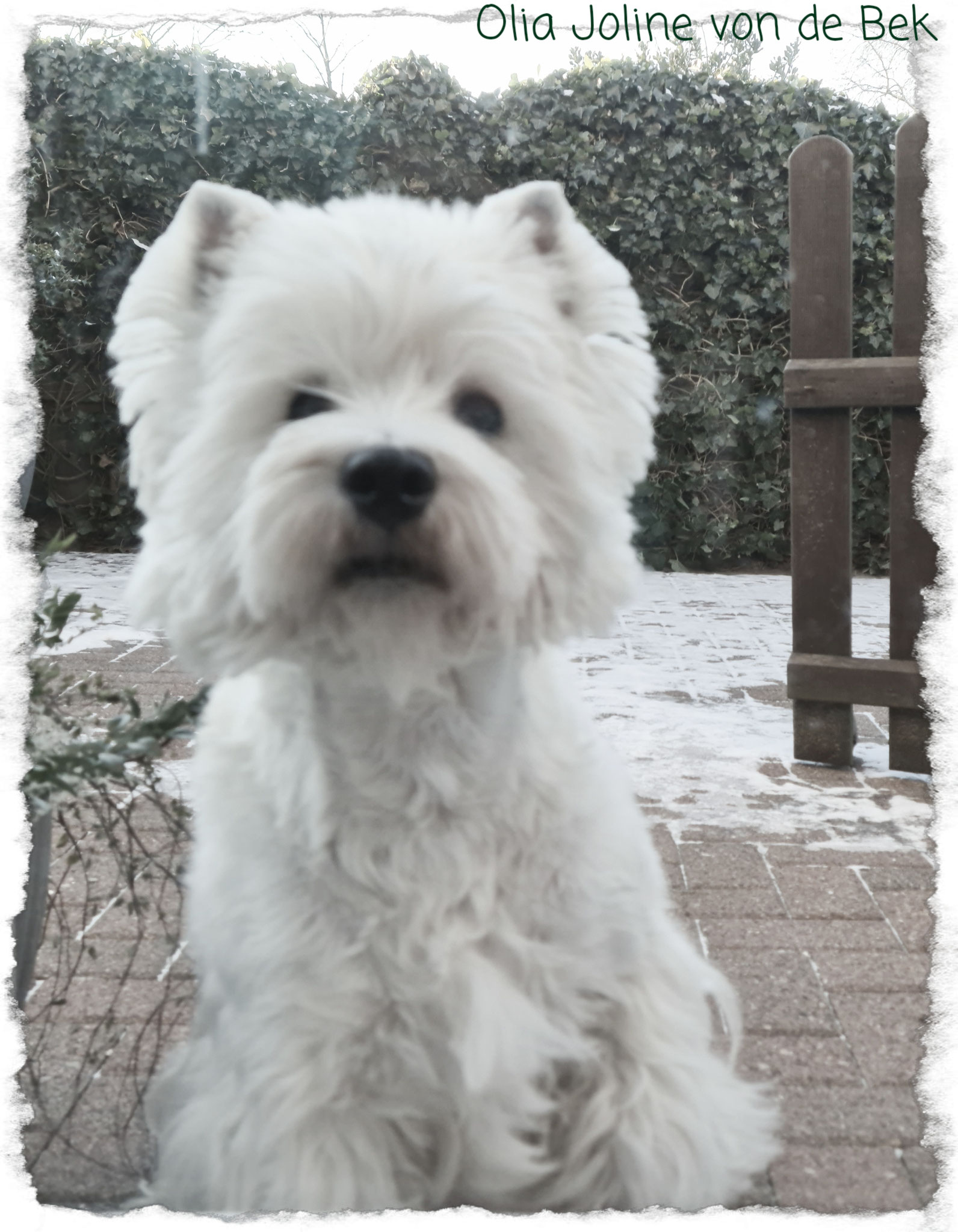 Olia Joline 02/2021