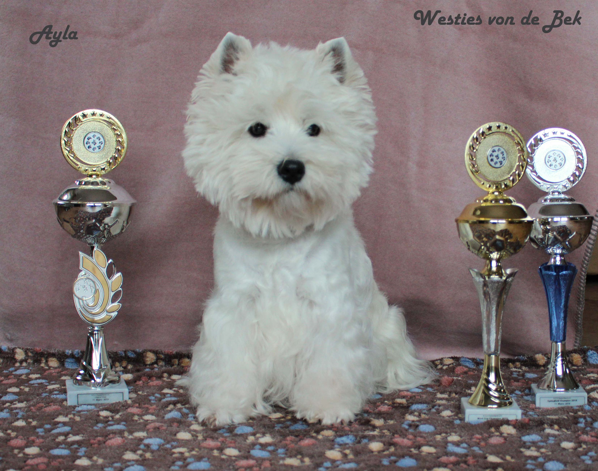 Ayla am 11.03.2018 "Best in Show"