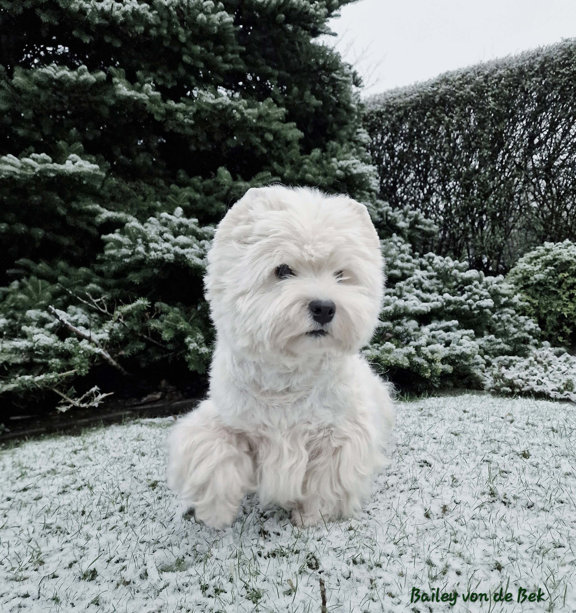 Bailey 01/2023