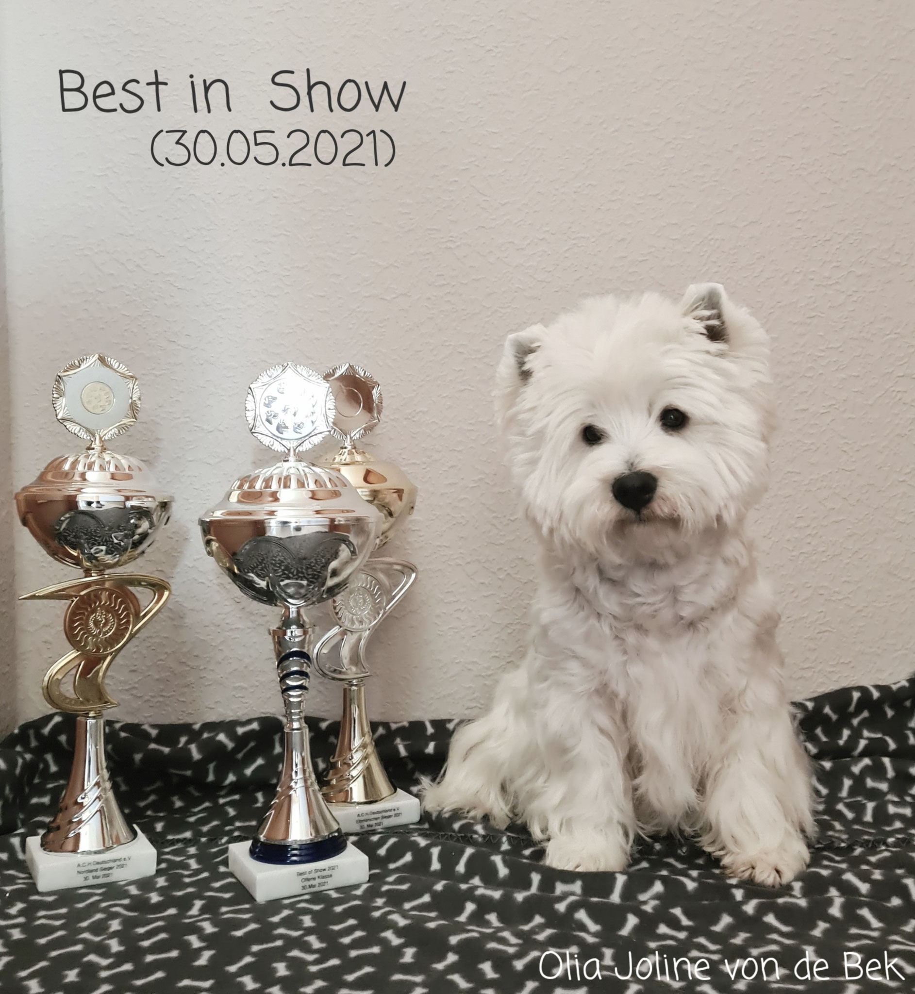 Olia Joline "Best in Show" 30.05.2021