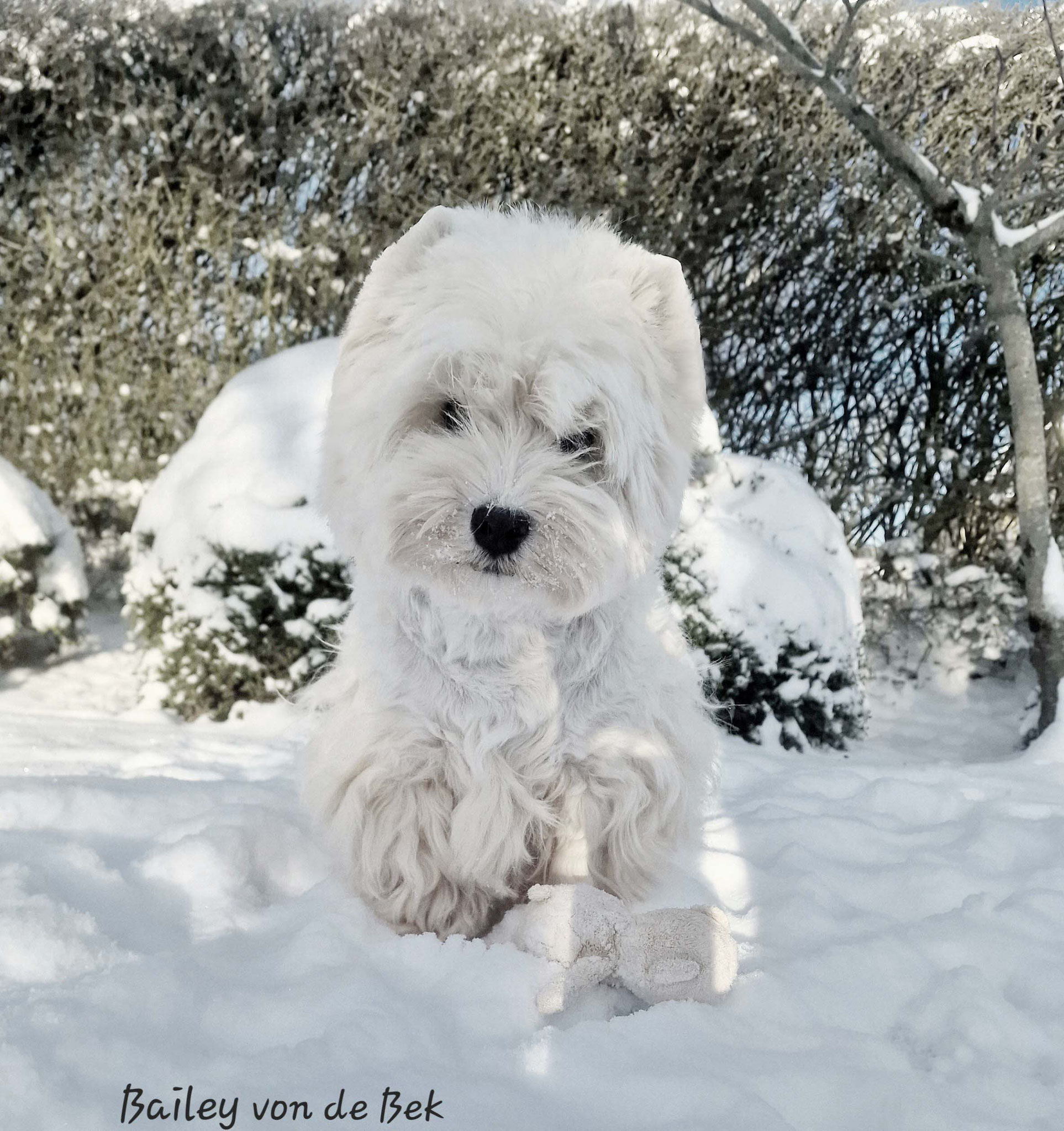 Bailey 12/2023