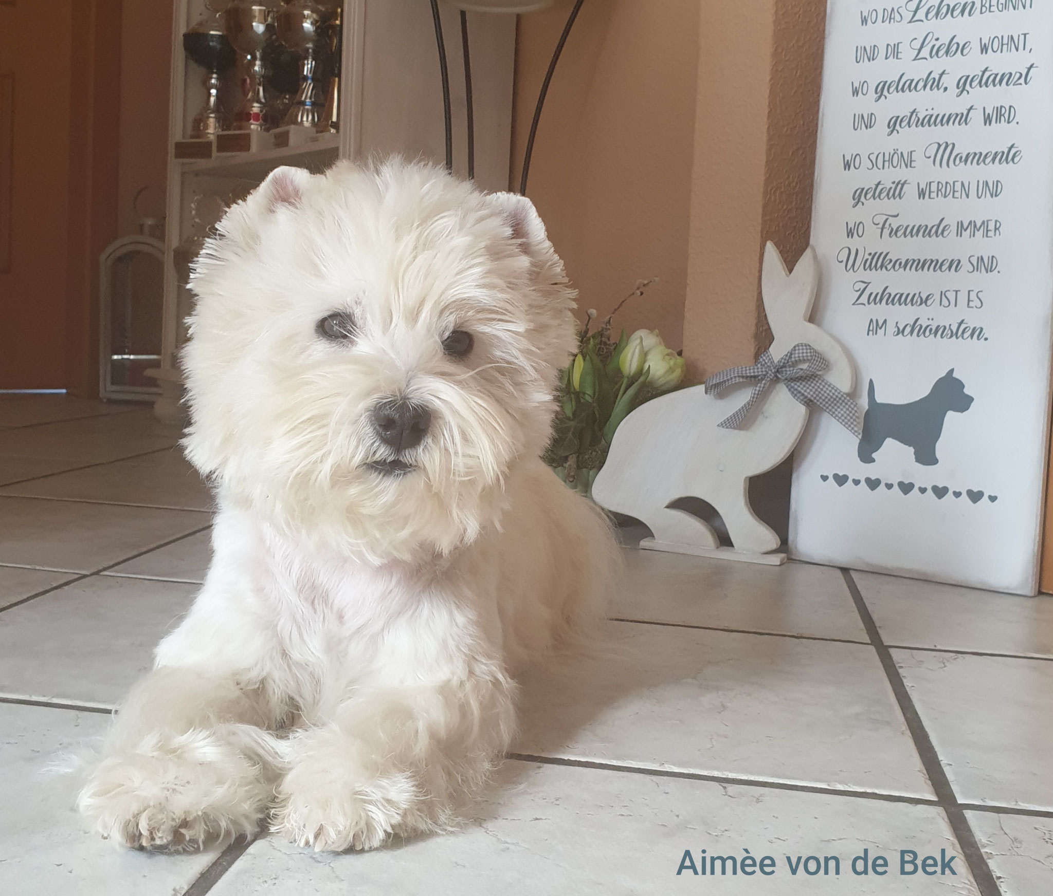 Aimée von de Bek 04/2020