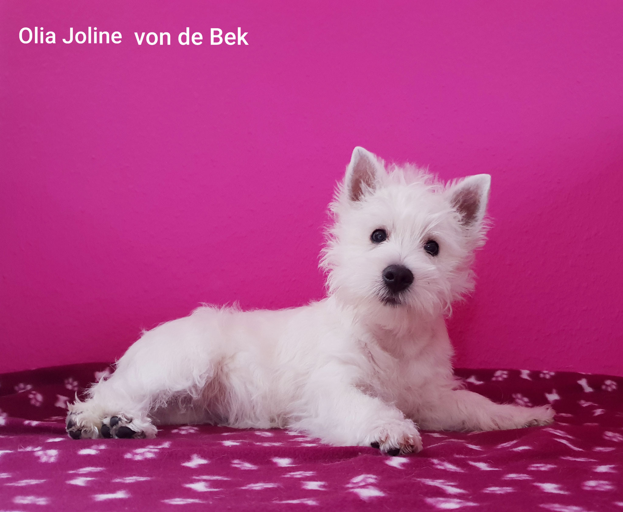 Olia Joline 01/2019