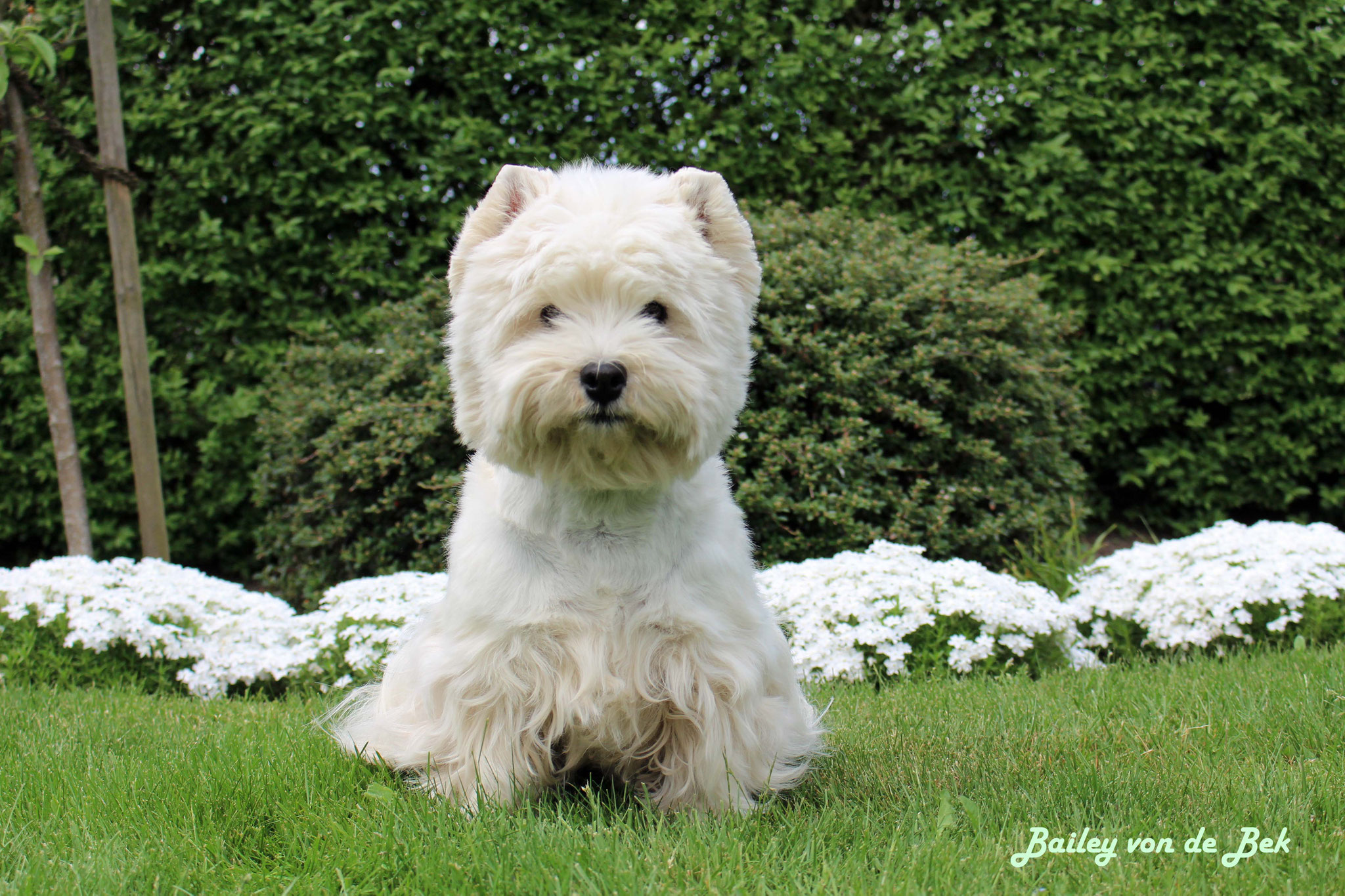 Happy Birthday! Am 11.06.18 wurde Bailey 8 Jahre alt.
