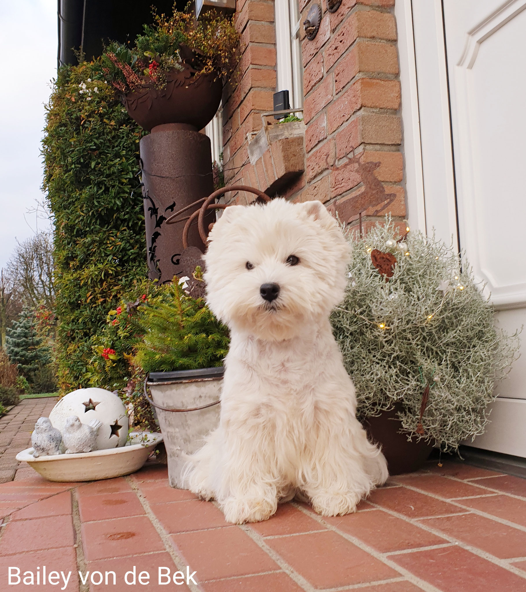 Bailey im Dezember 2019