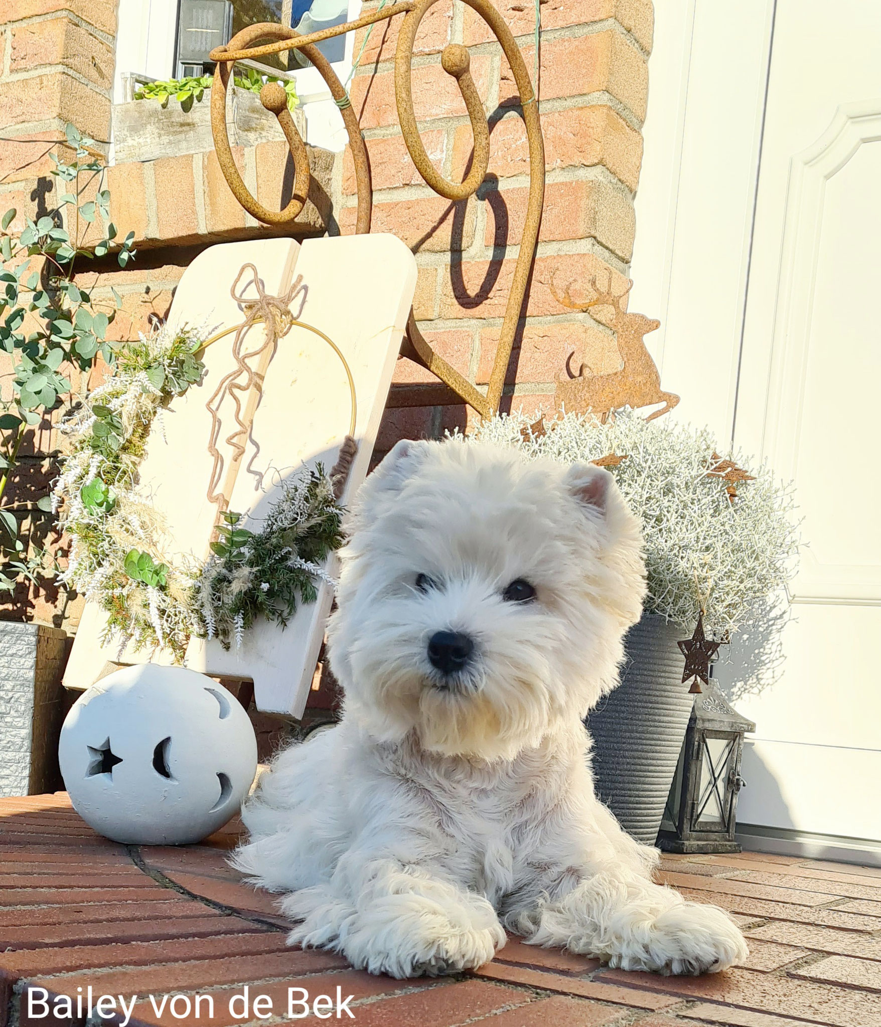 Bailey im Dezember 2020