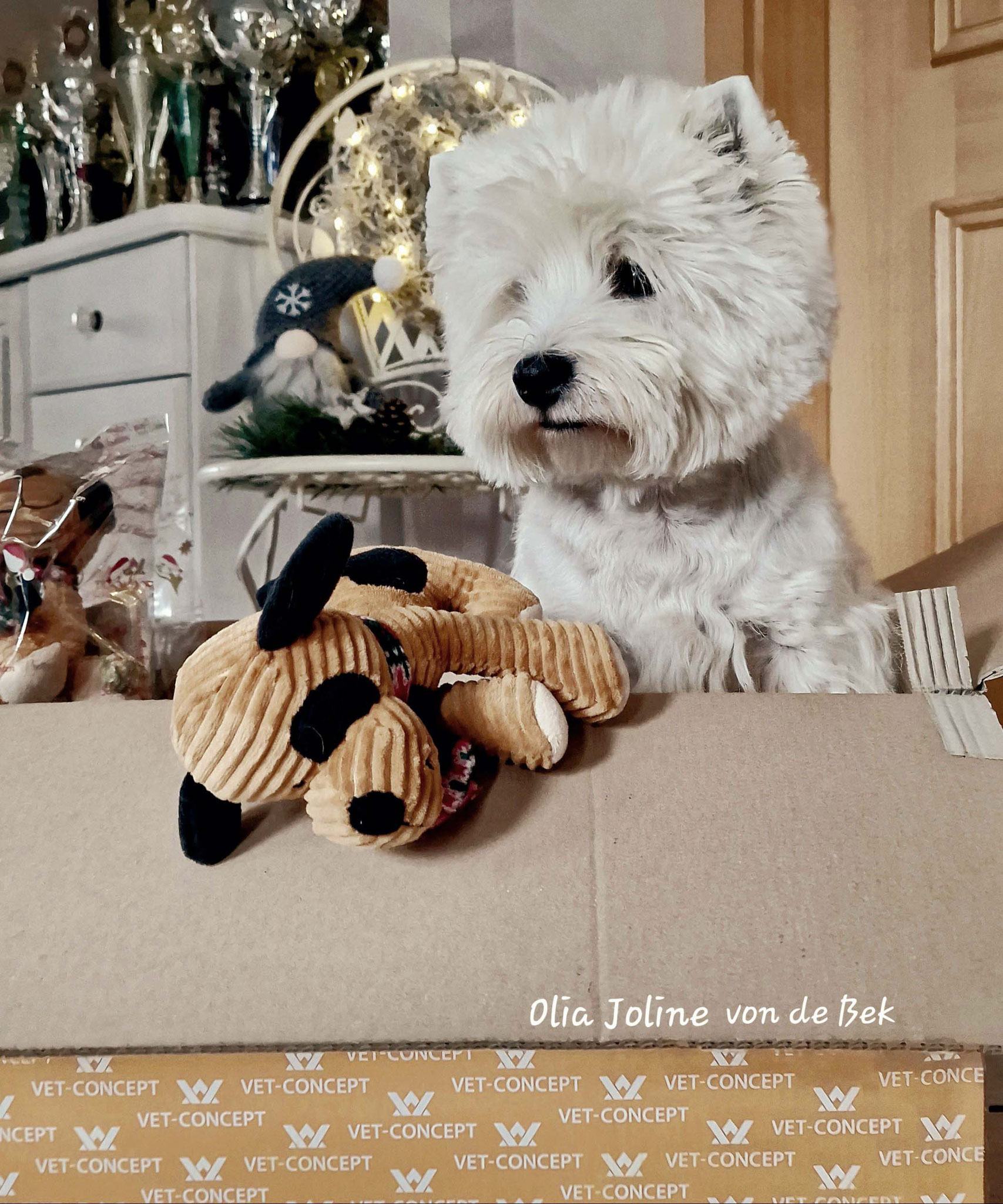 Olia Joline 11/2023