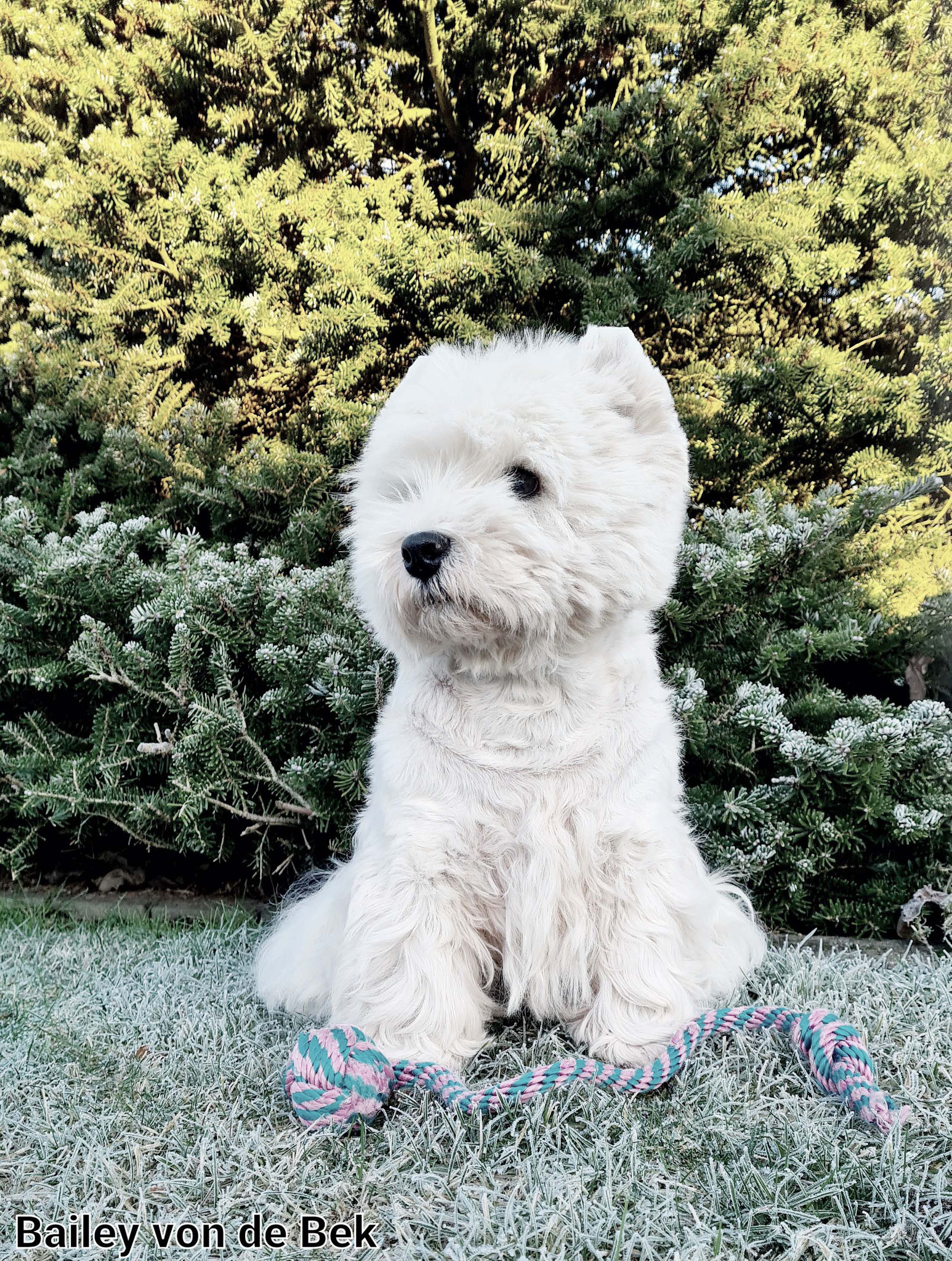 Bailey im Dezember 2021