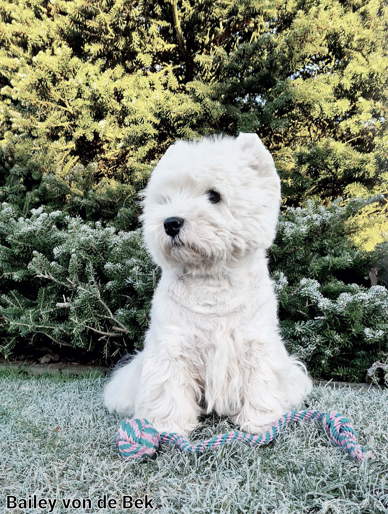 Bailey im Dezember 2021