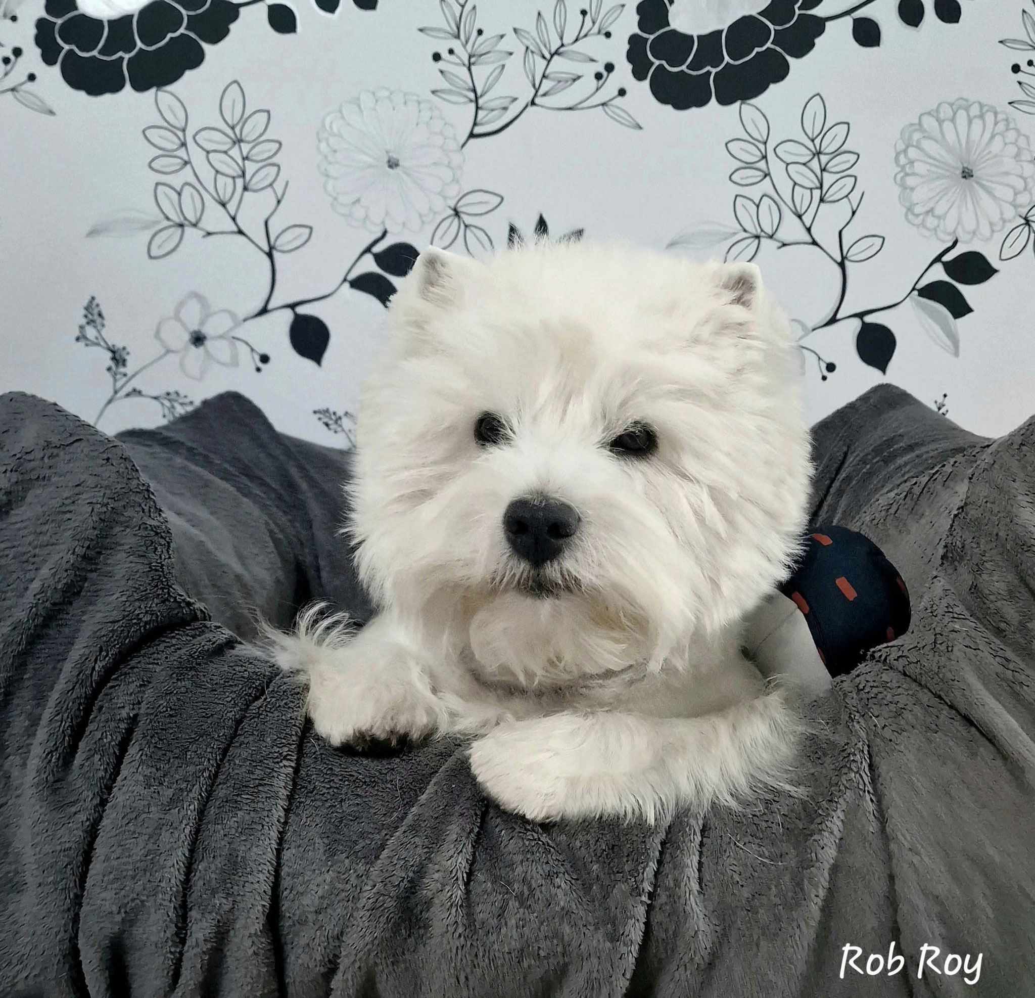 Rob Roy 10/2023