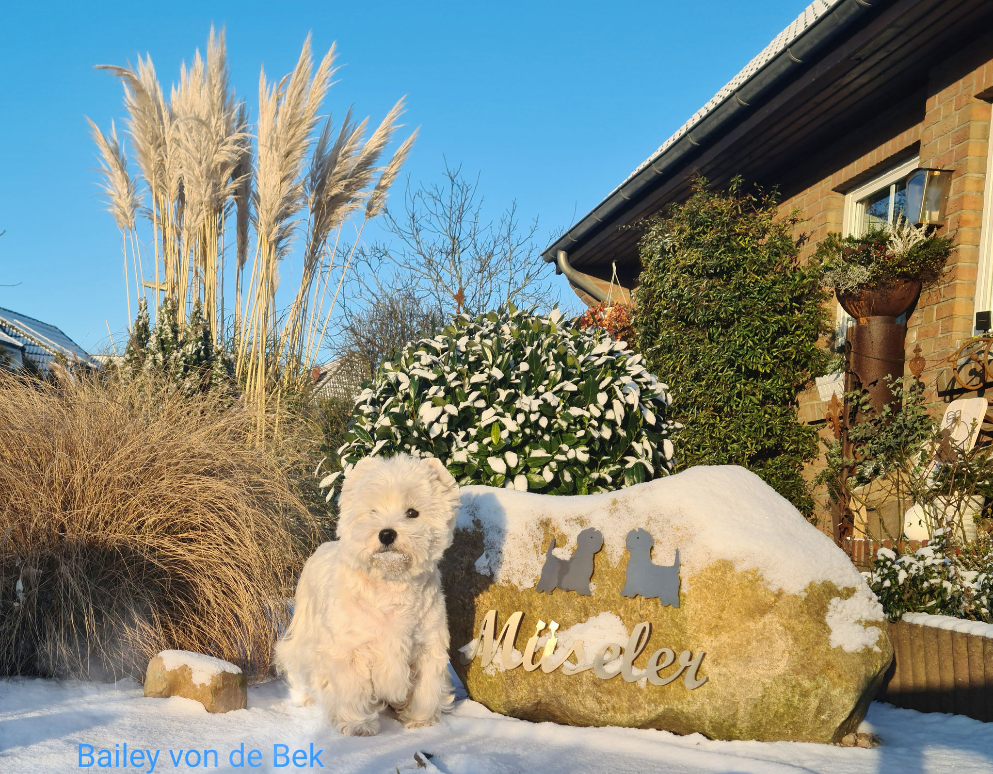Bailey im Januar 2021