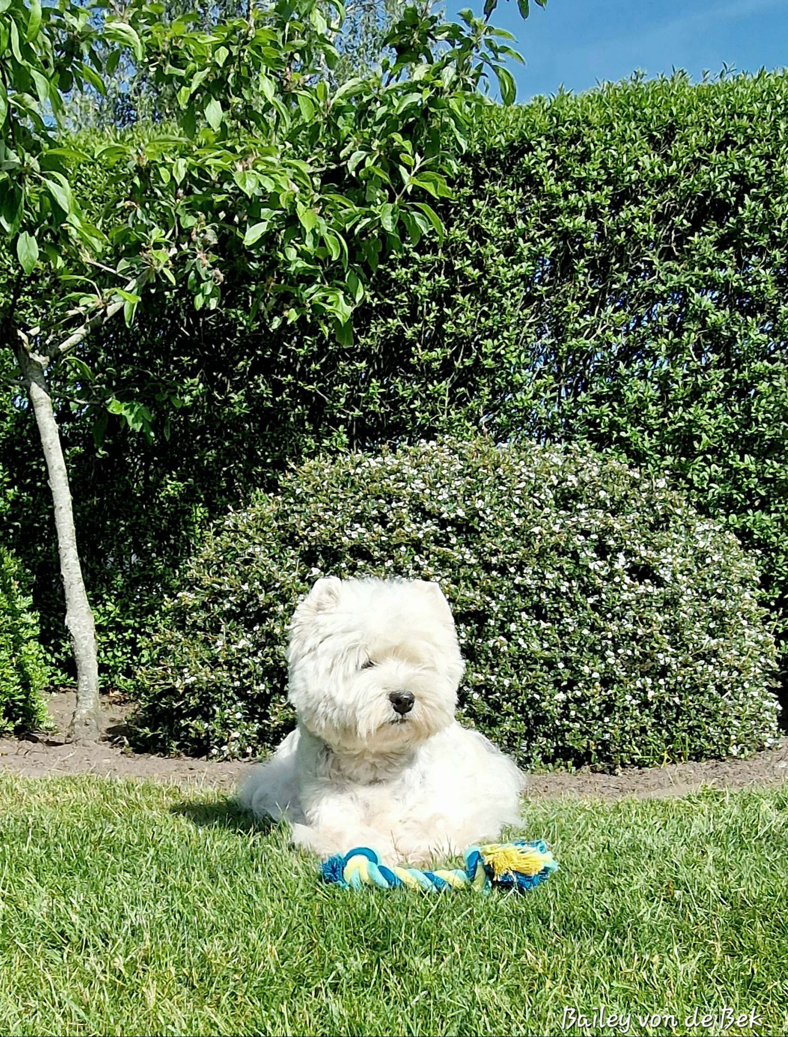 Happy Birthday Bailey 13 Jahre