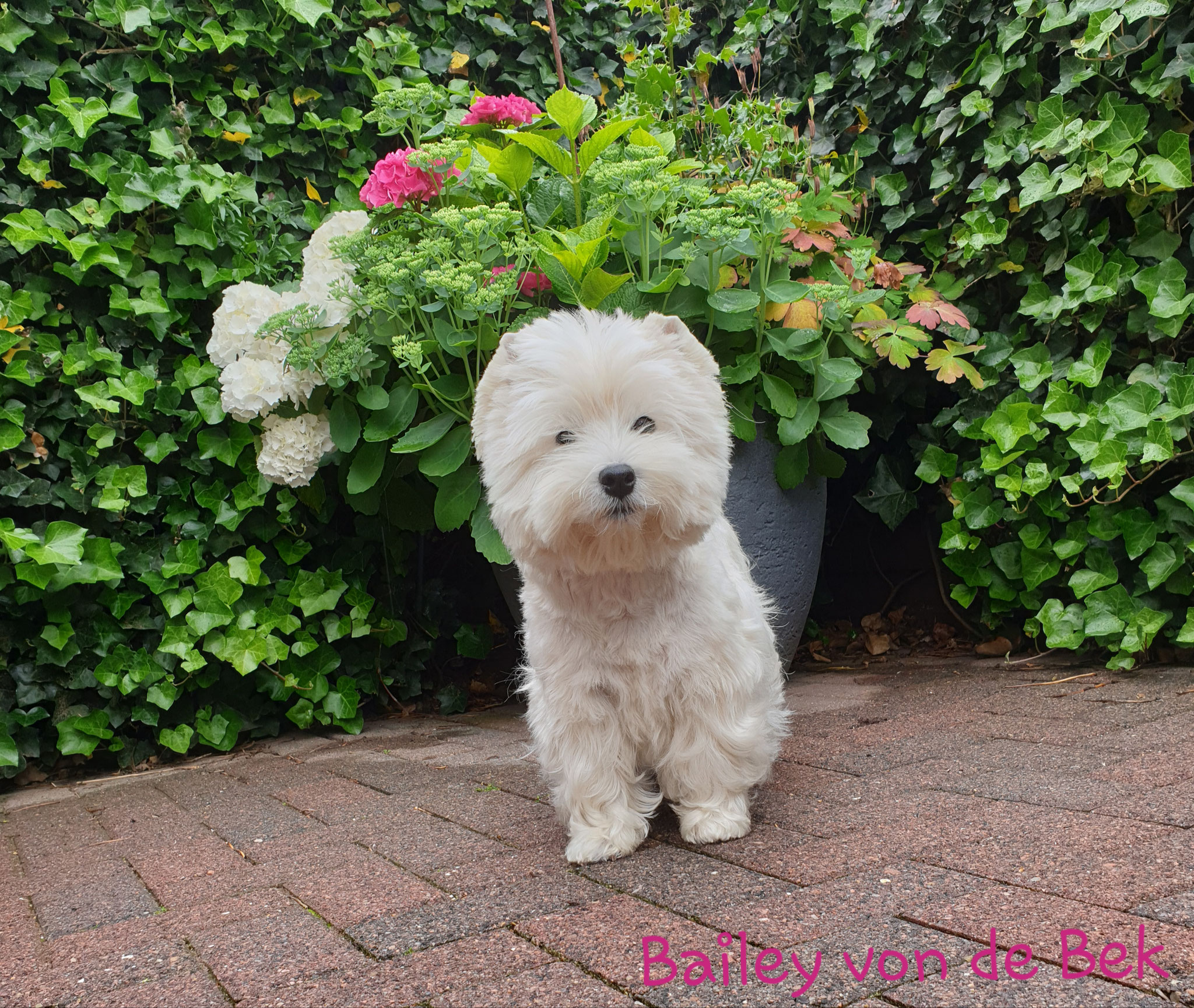 Bailey im Juli 2019