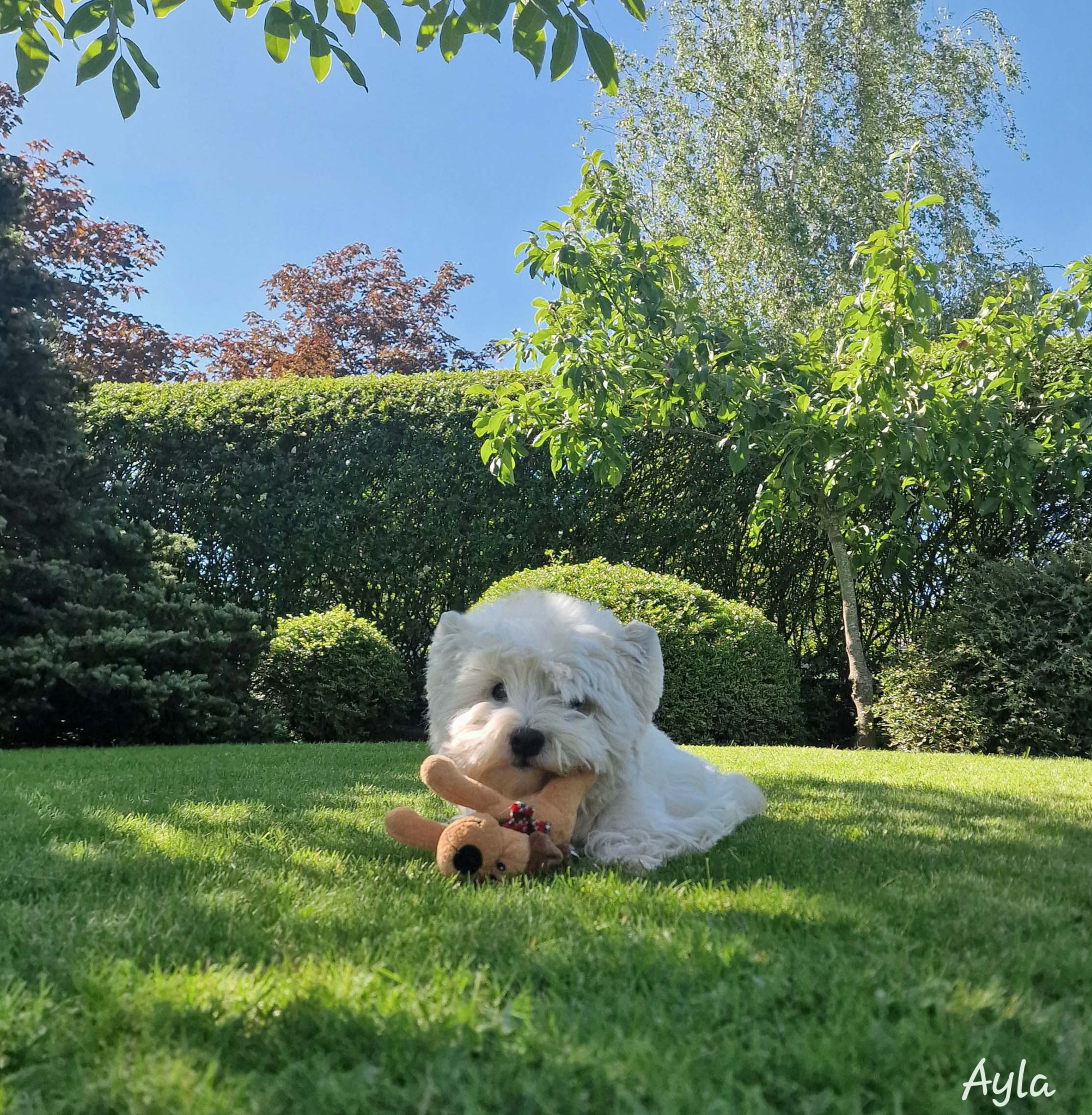 Ayla 06/2024