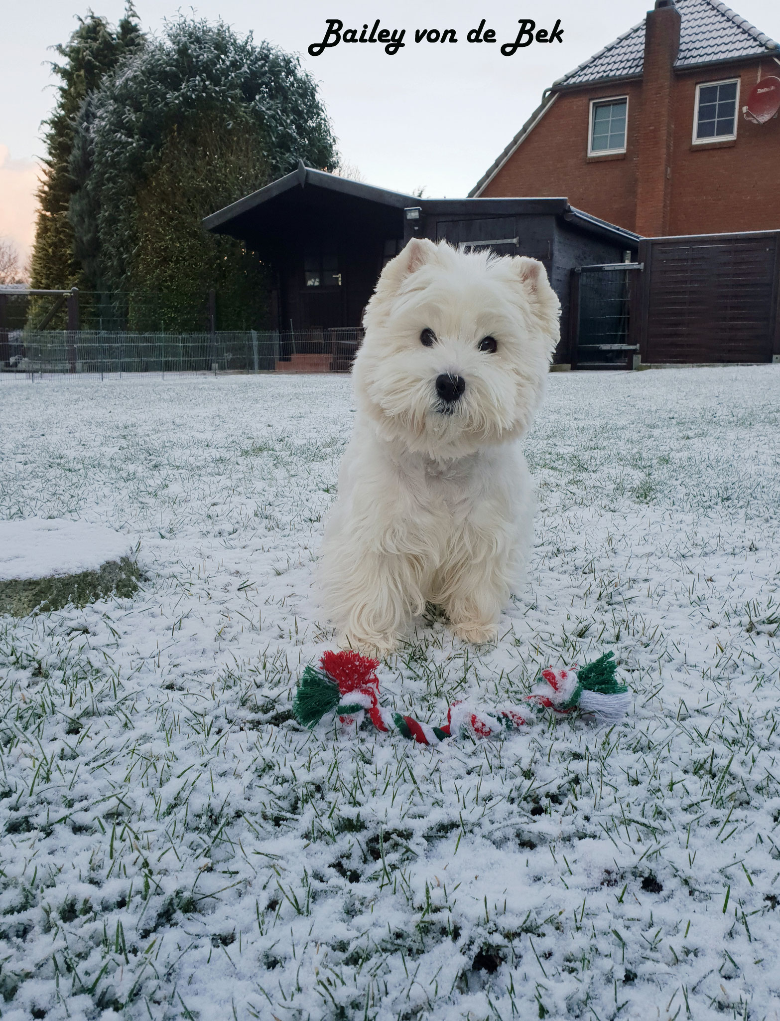 Bailey im Januar 2019