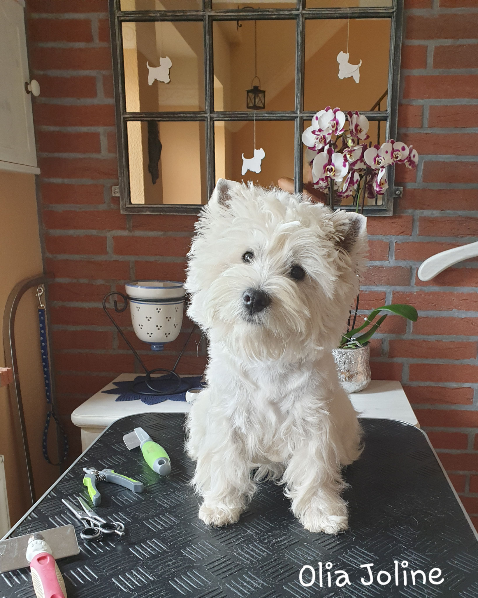 Olia Joline 07/2019