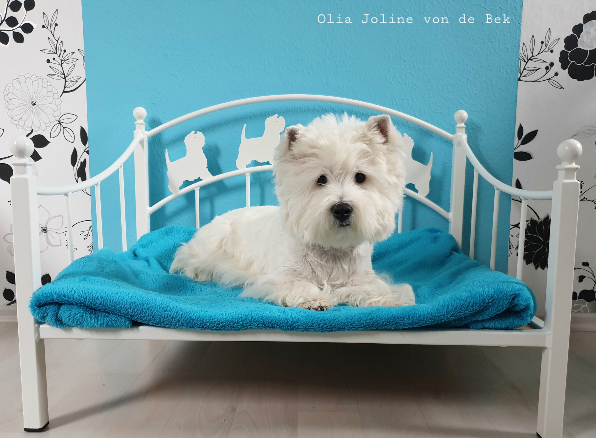 Olia Joline 02/2020