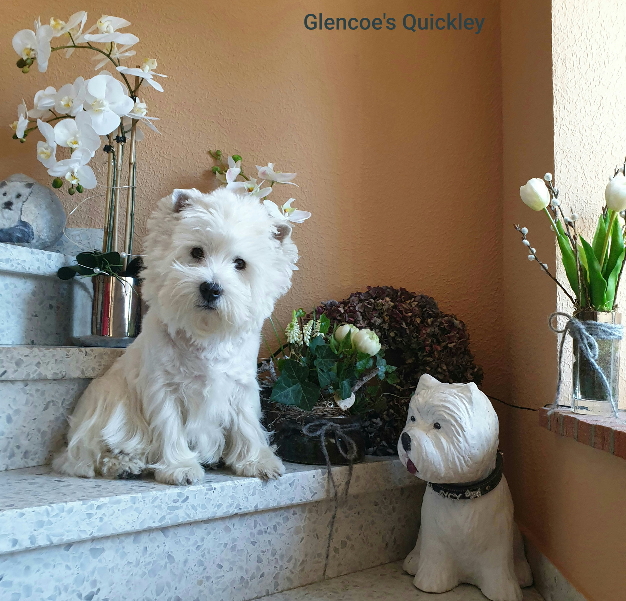 Quickley 04/2020