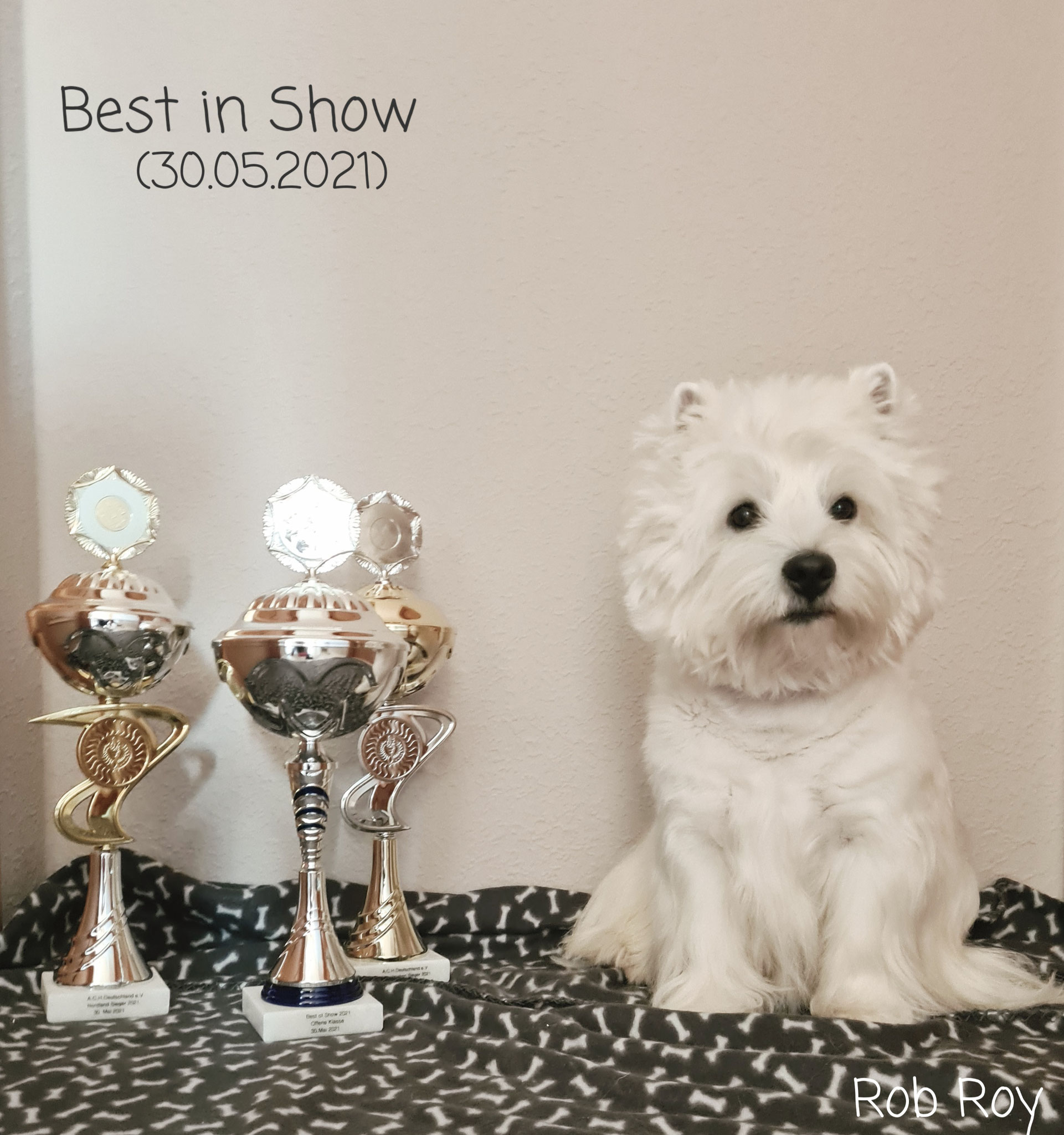 Rob Roy "Best in Show" 30.05.2021