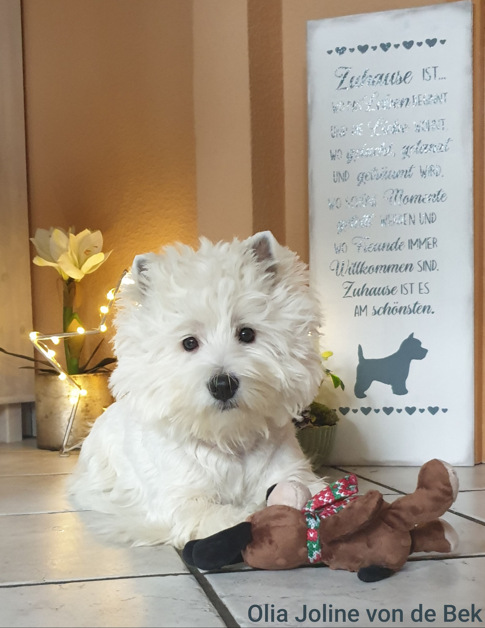 Olia Joline 12/2019