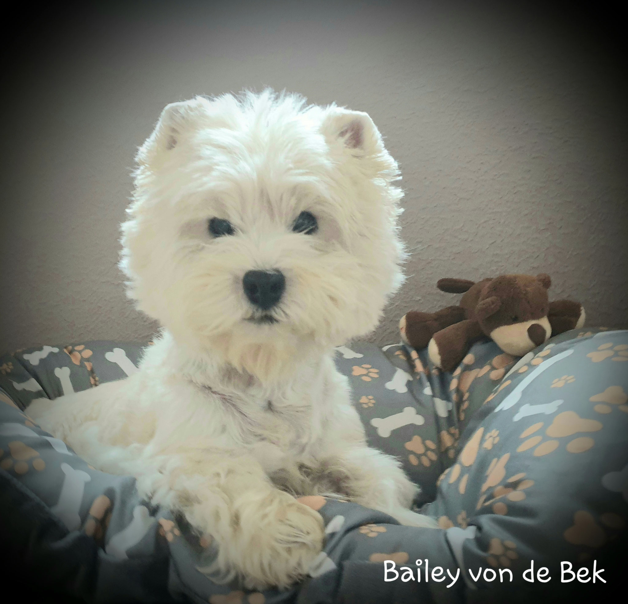 Bailey im Oktober 2019