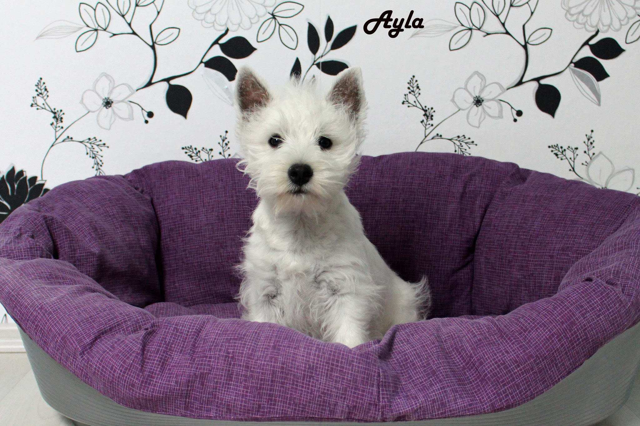 Ayla mit 14 Wochen