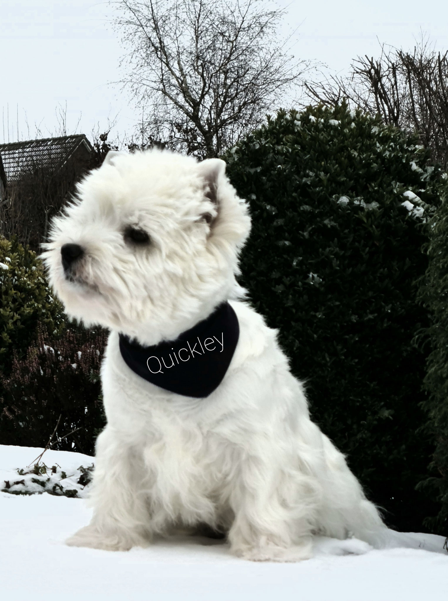 Quickley 02/2021