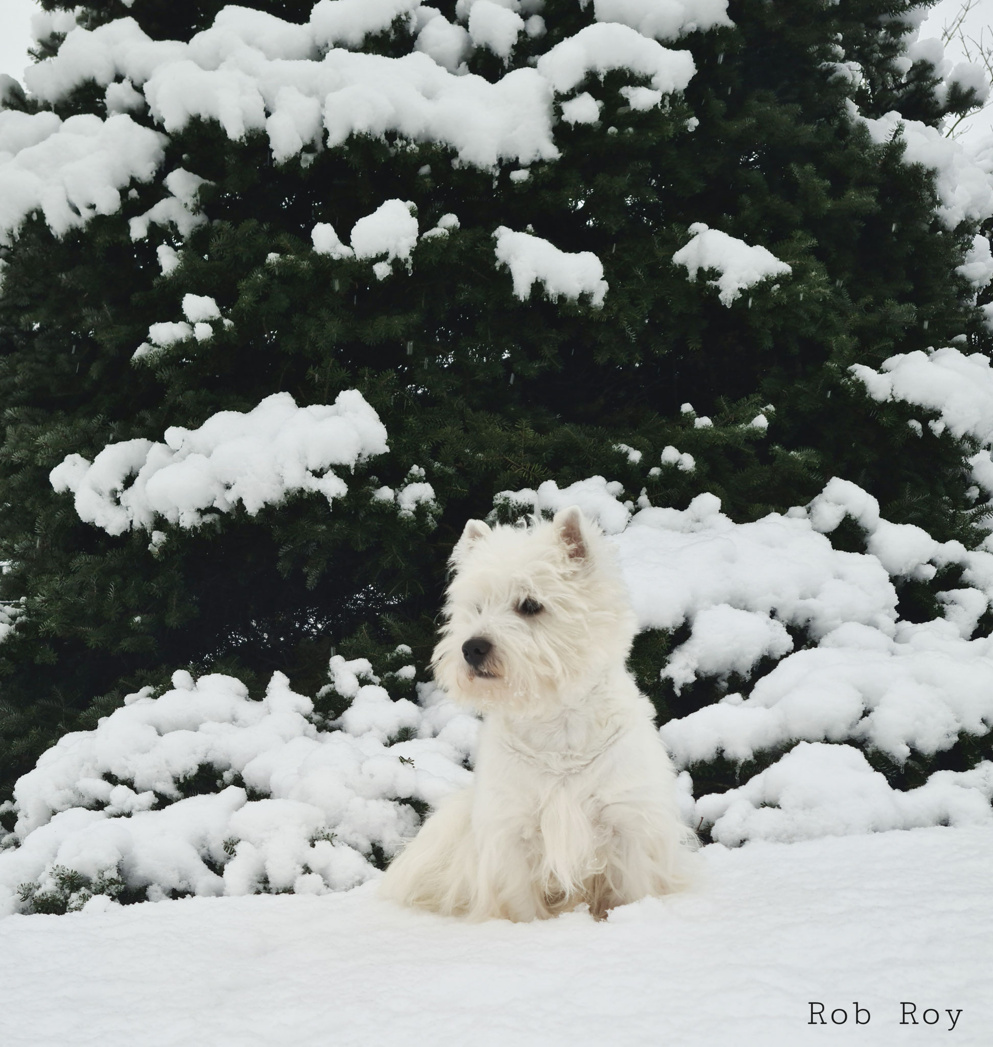 Rob Roy 01/2021