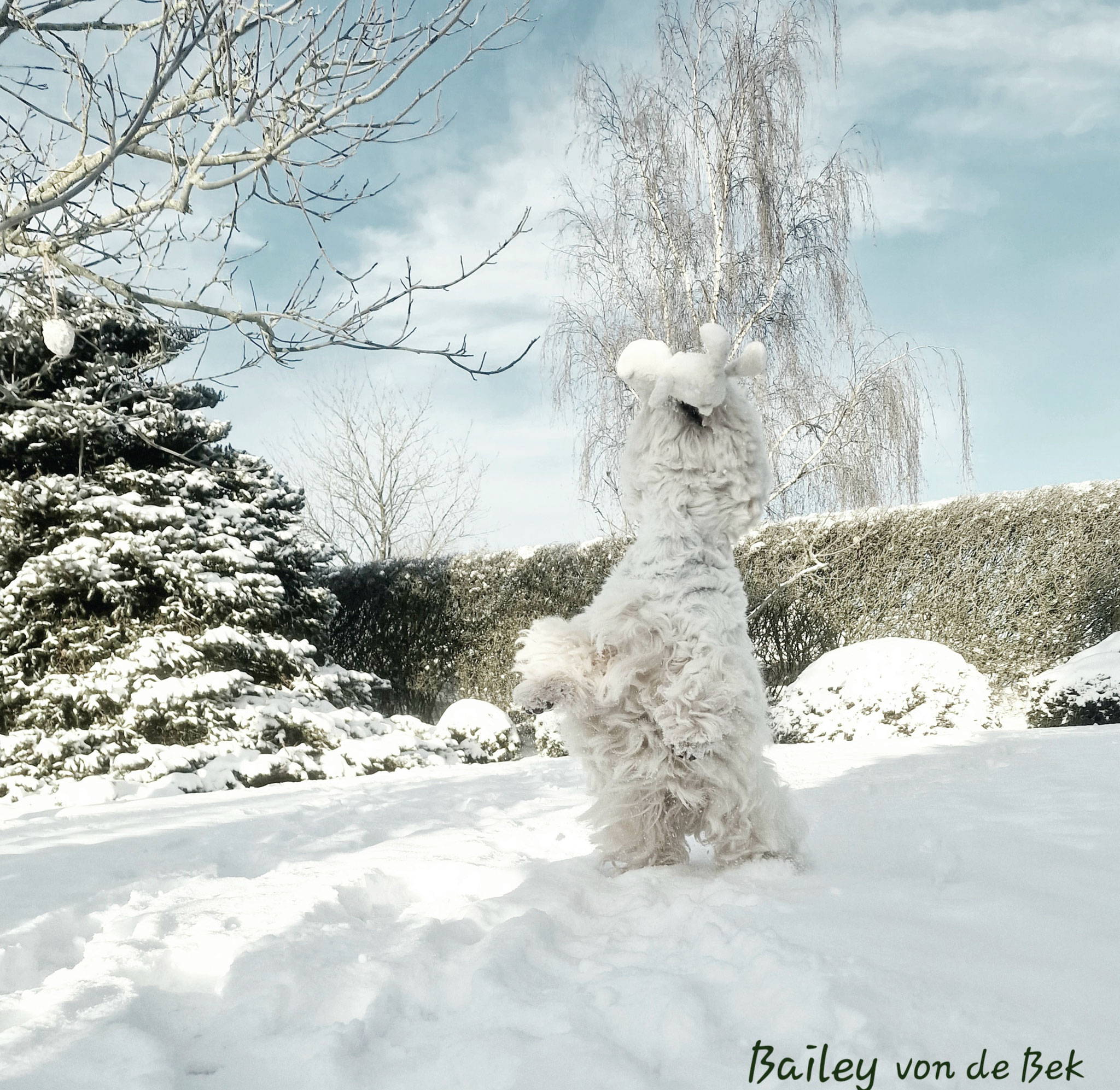 Bailey 12/2023