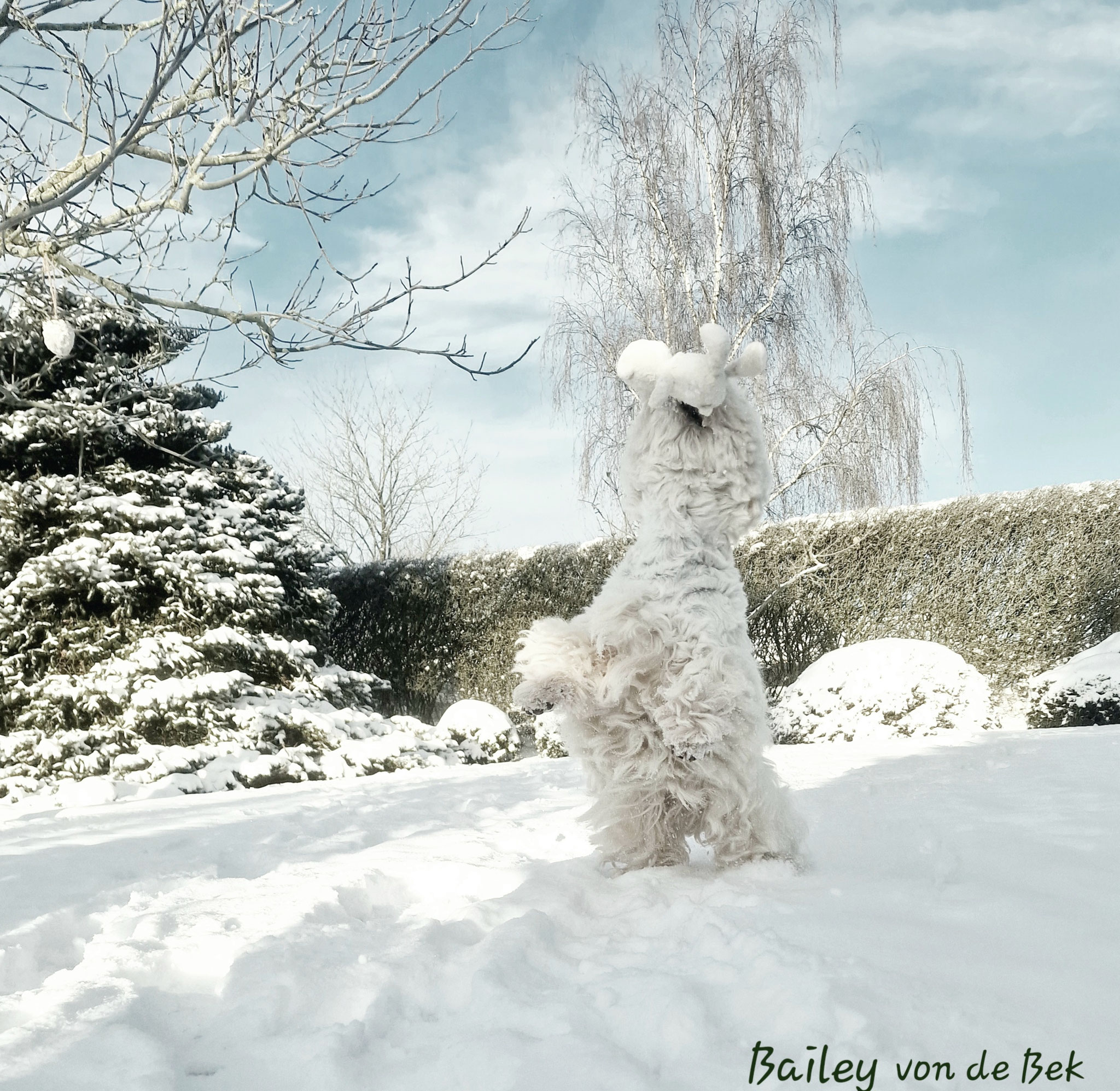 Bailey 12/2023