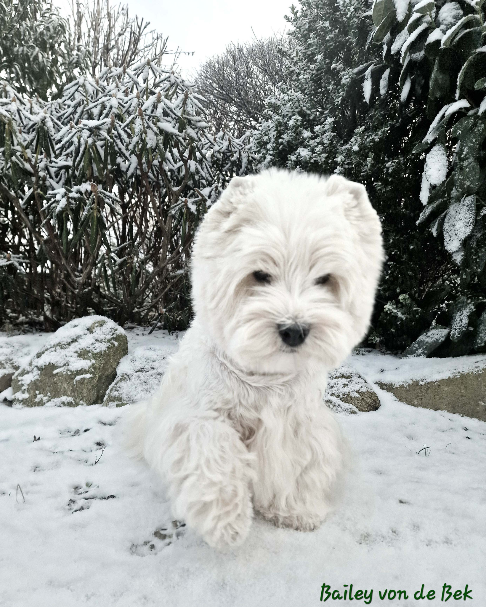 Bailey 01/2024