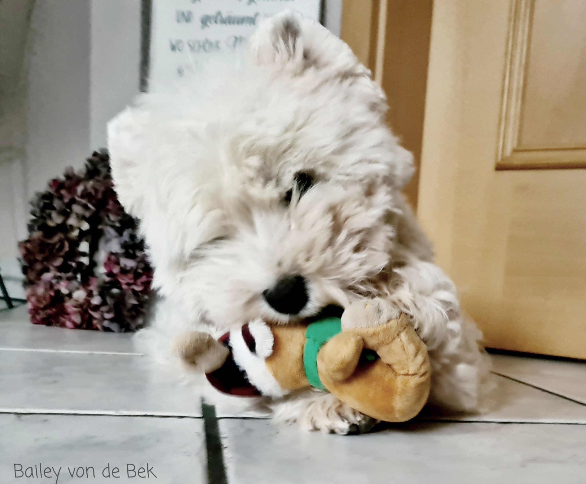 Bailey im Oktober 2021