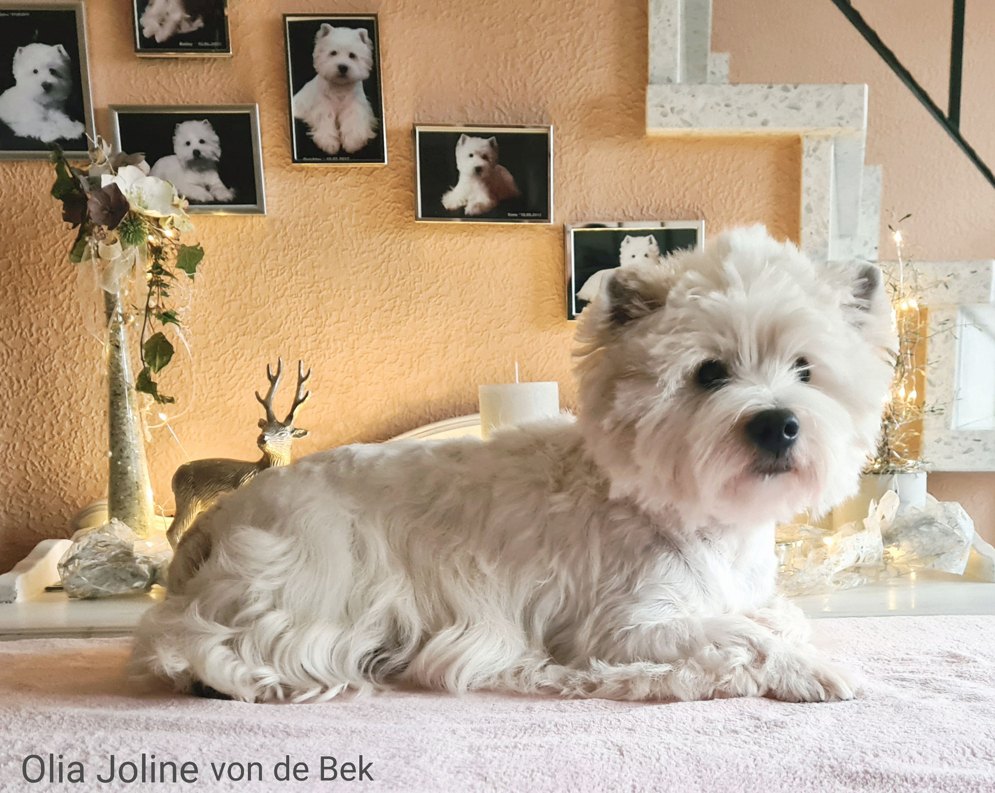 Olia Joline 12/2020