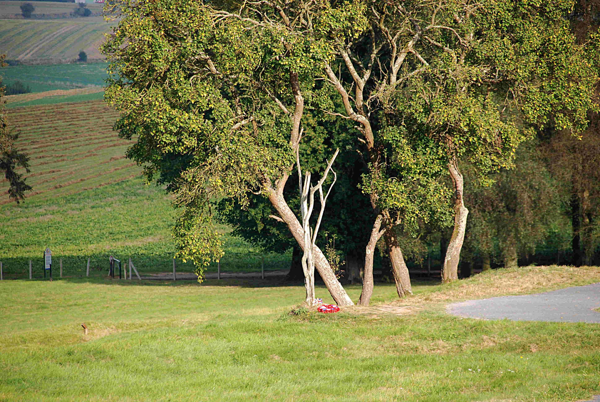 "L'arbre du danger", dans un secteur particulièrement meurtrier