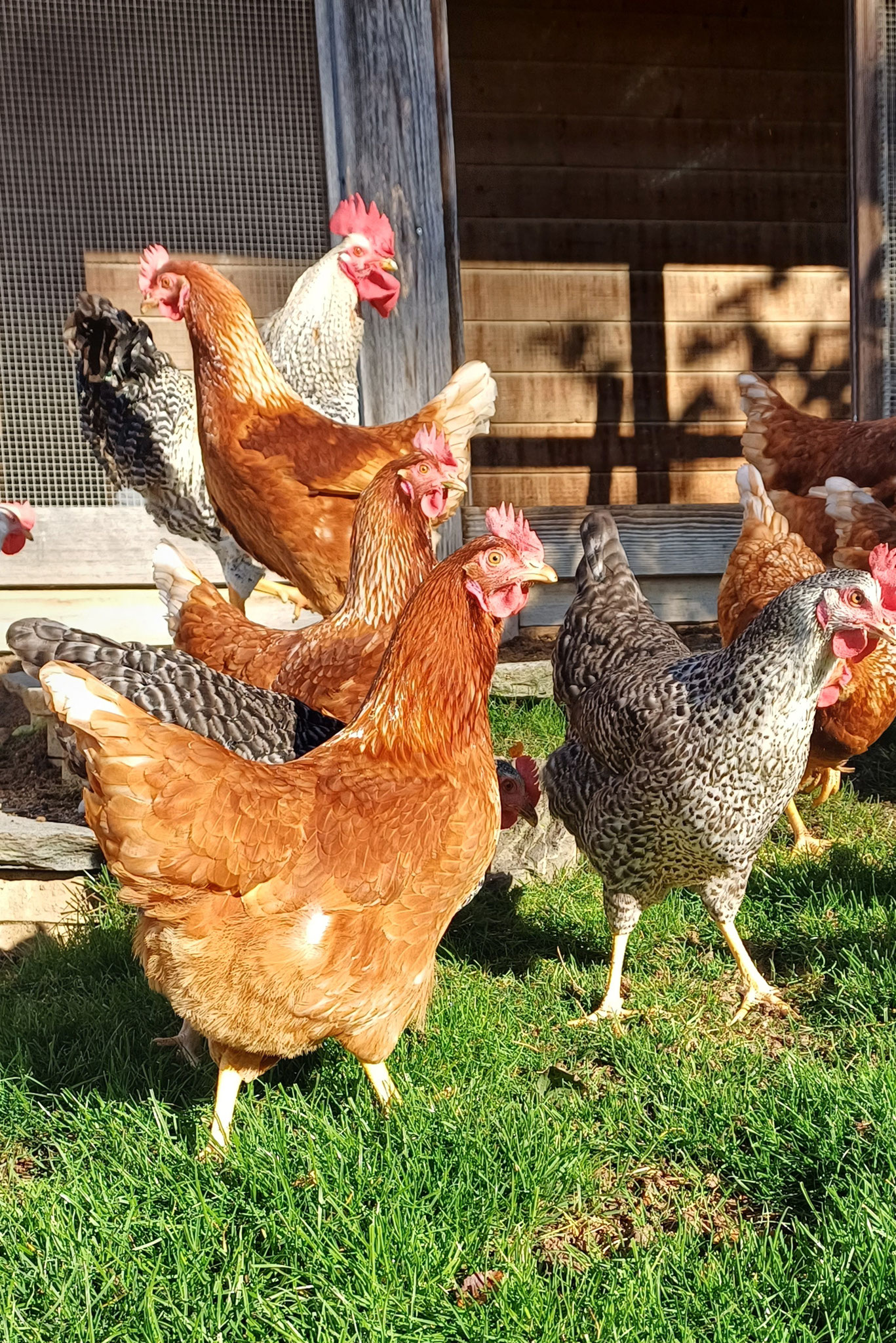 Wer traut sich ein Huhn anzufassen?
