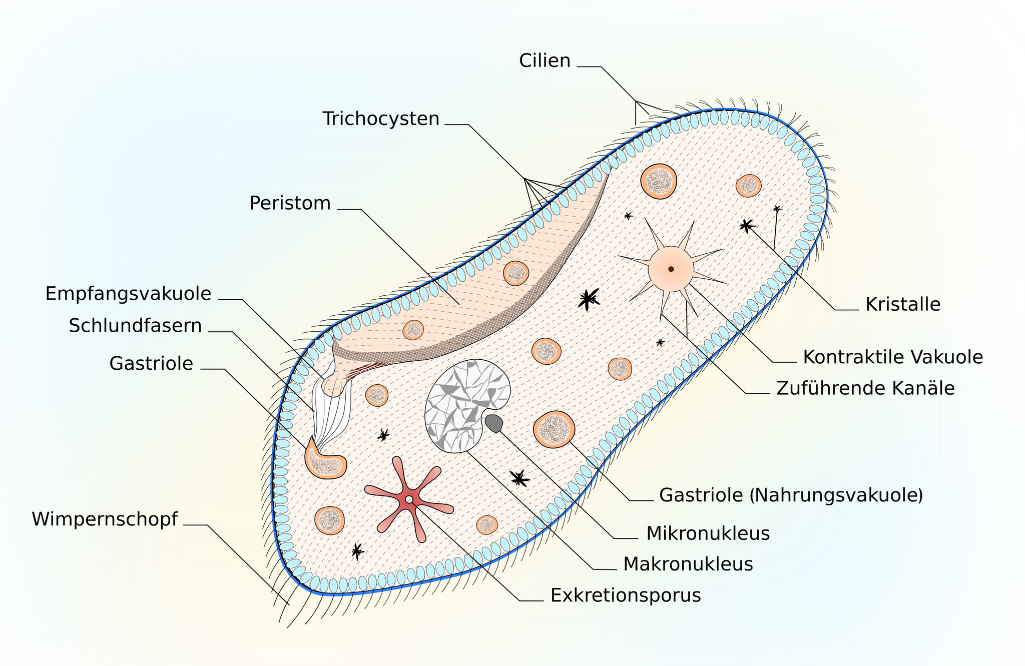 Bau eines tierischen Einzellers - Pantoffeltierchen - Paramecium sp. - Wissenschaftliche Illustration
