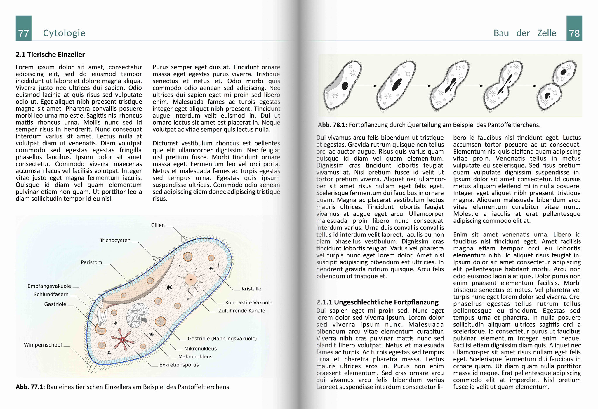 Frei gestaltetes Beispiel für eine Schulbuchseite - Biologie - Cytologie - Wissenschaftliche Illustration - Naturwissenschaft - Biologie