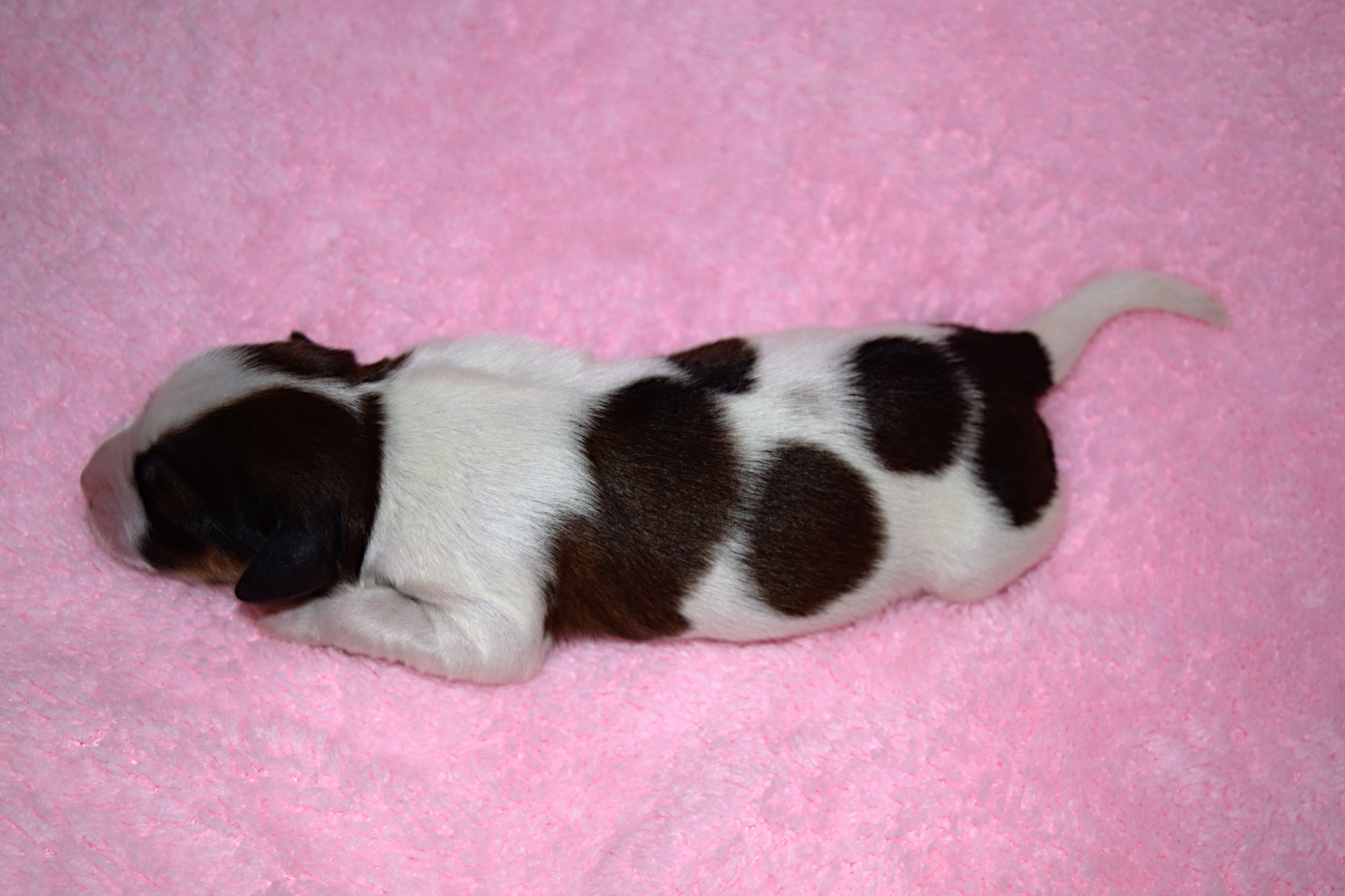  Ariel vom Kronthal  --geb.23.Jan.2017 um 21:53 Uhr Geburtsgewicht 252 g
