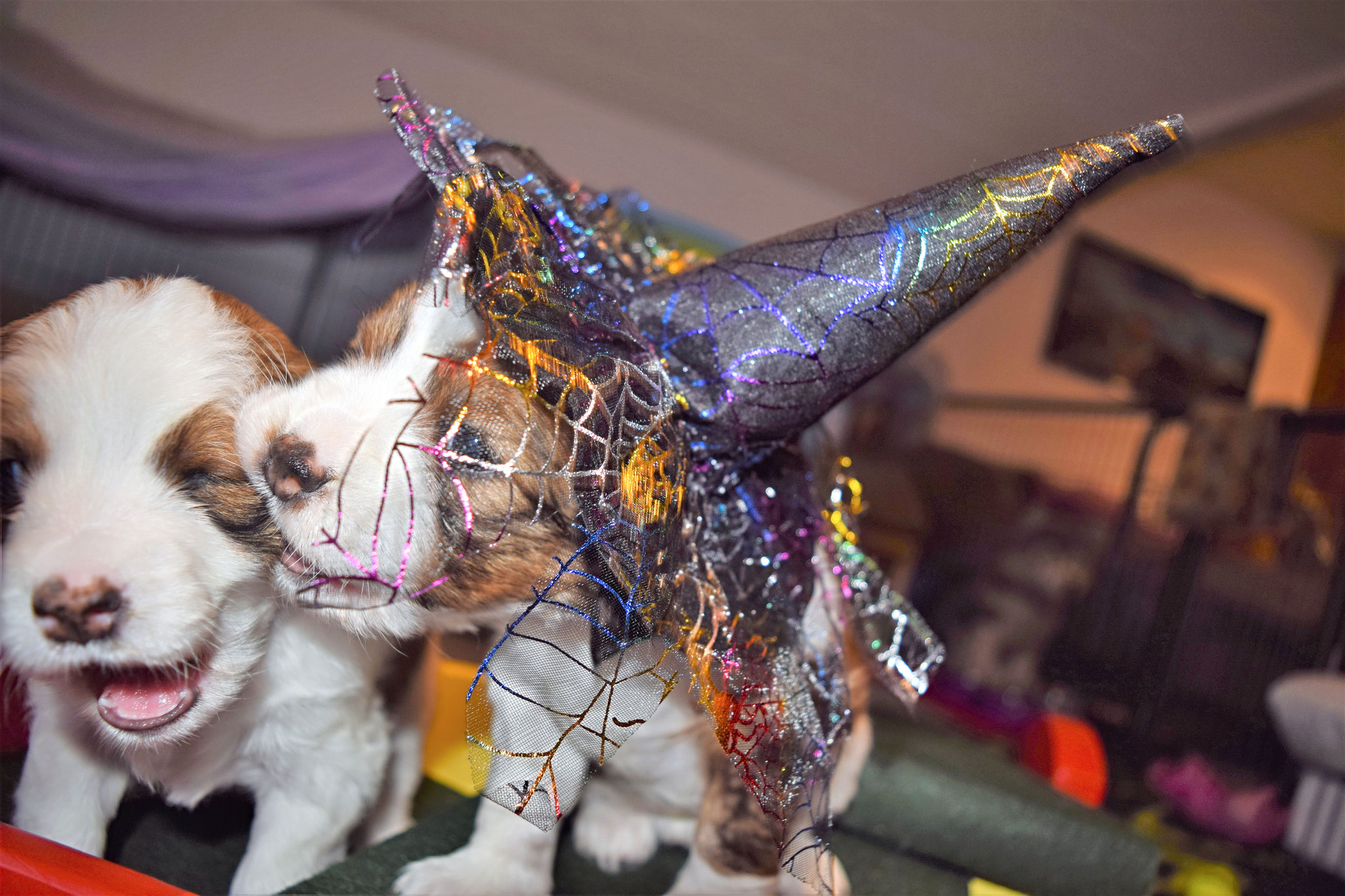 Alisha & Alice gehen zum Kooiker Fasching