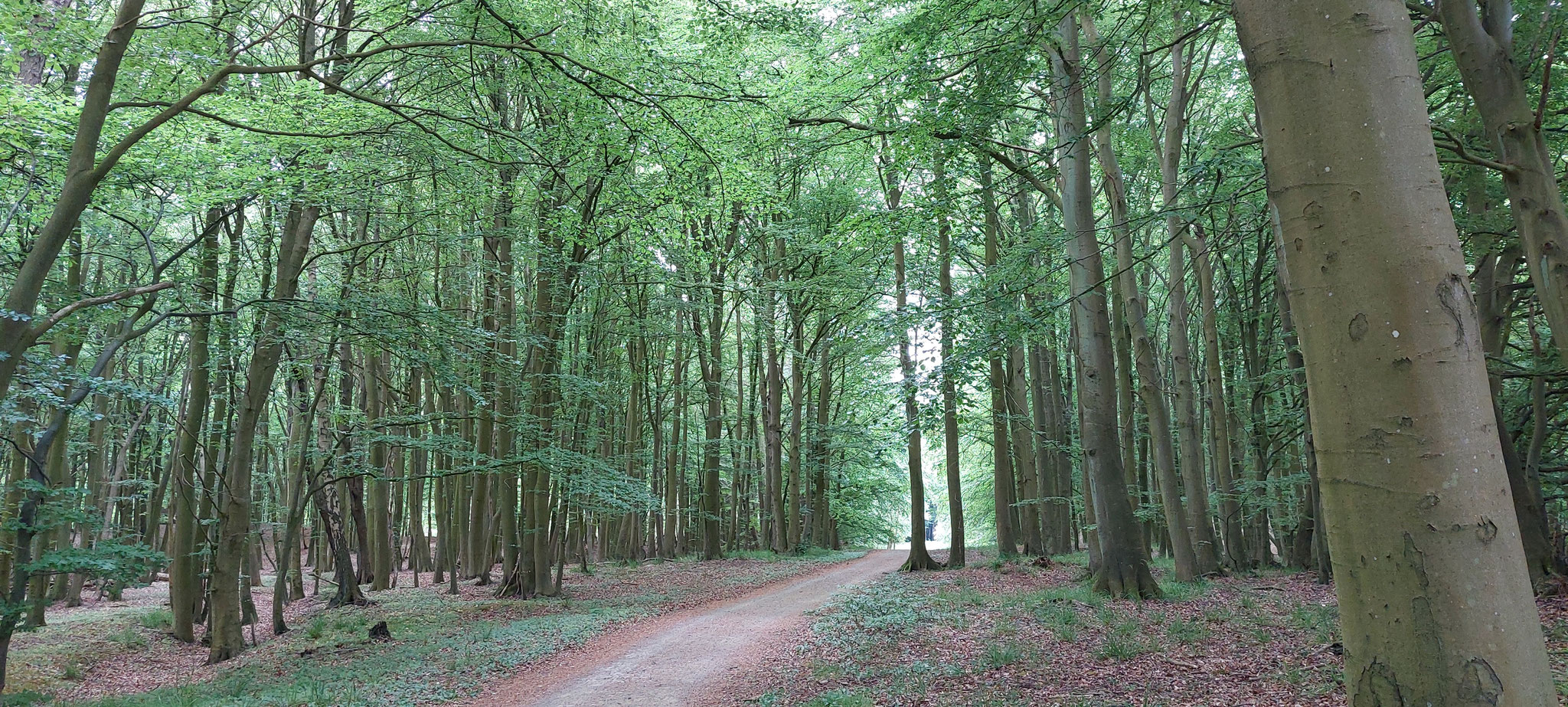 Buchenwald